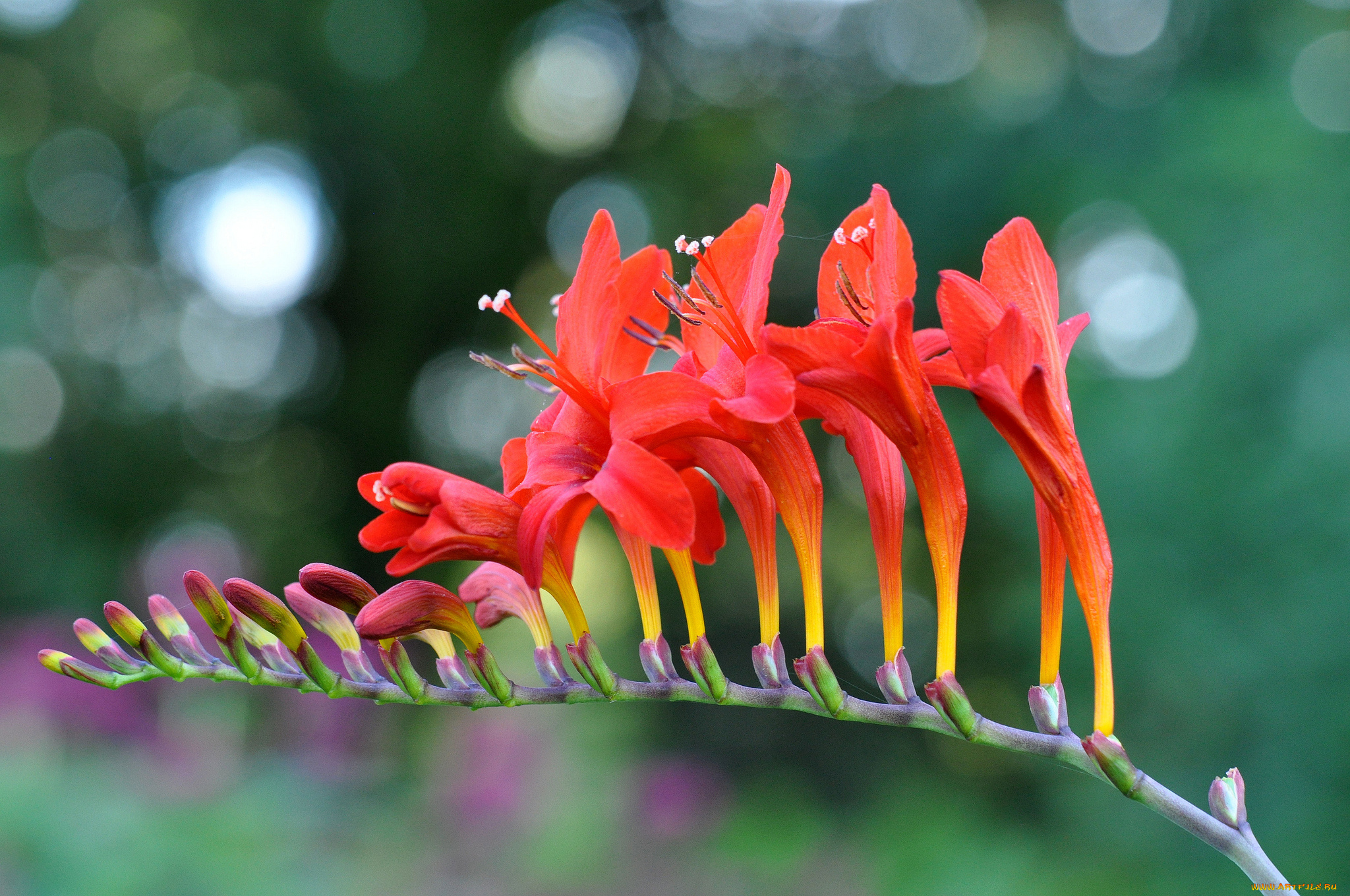 цветы, ветка, красный