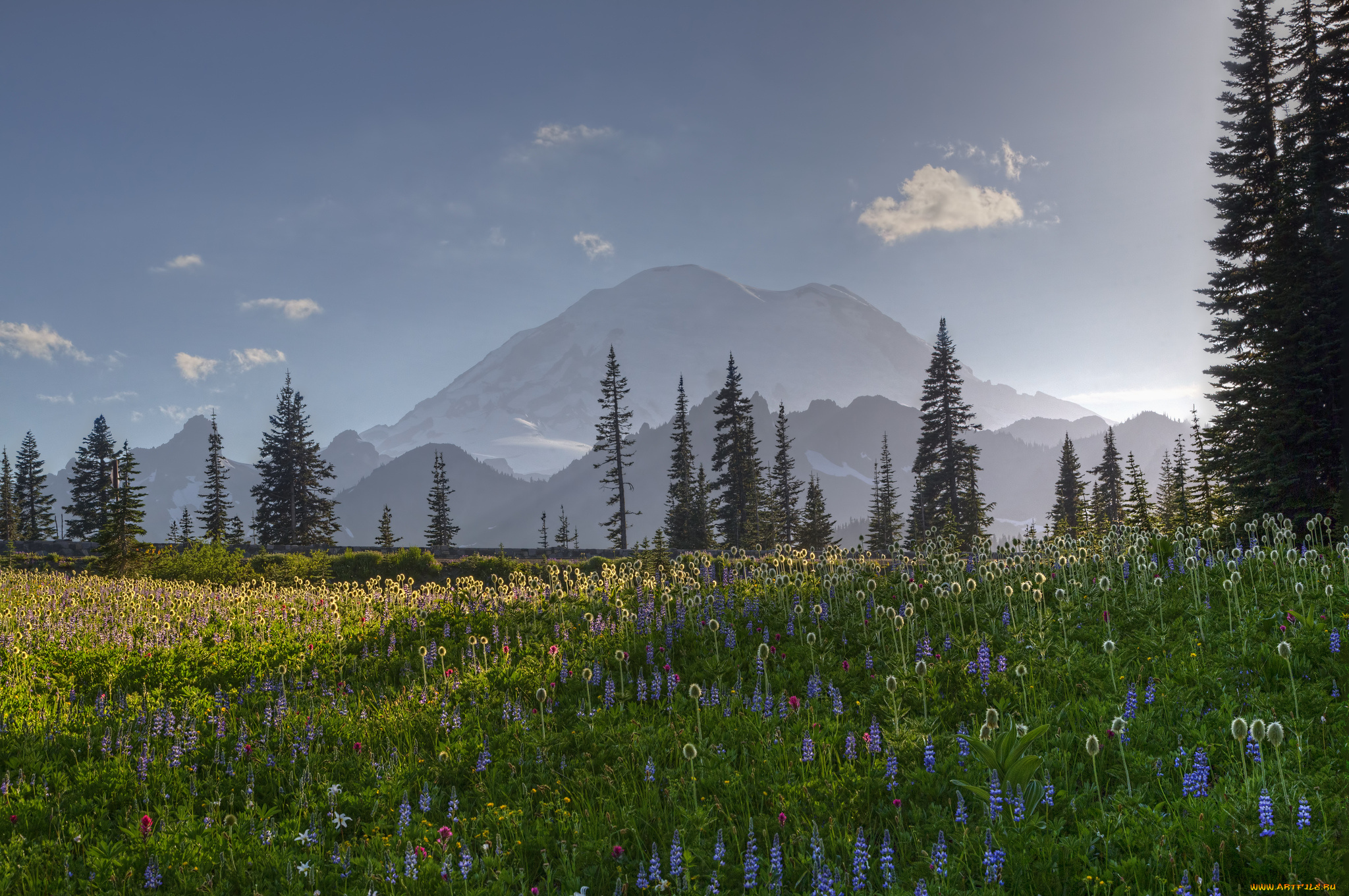 mount, rainier, washington, united, states, природа, горы, цветы, луг, вашингтон, стратовулкан, рейнир, деревья