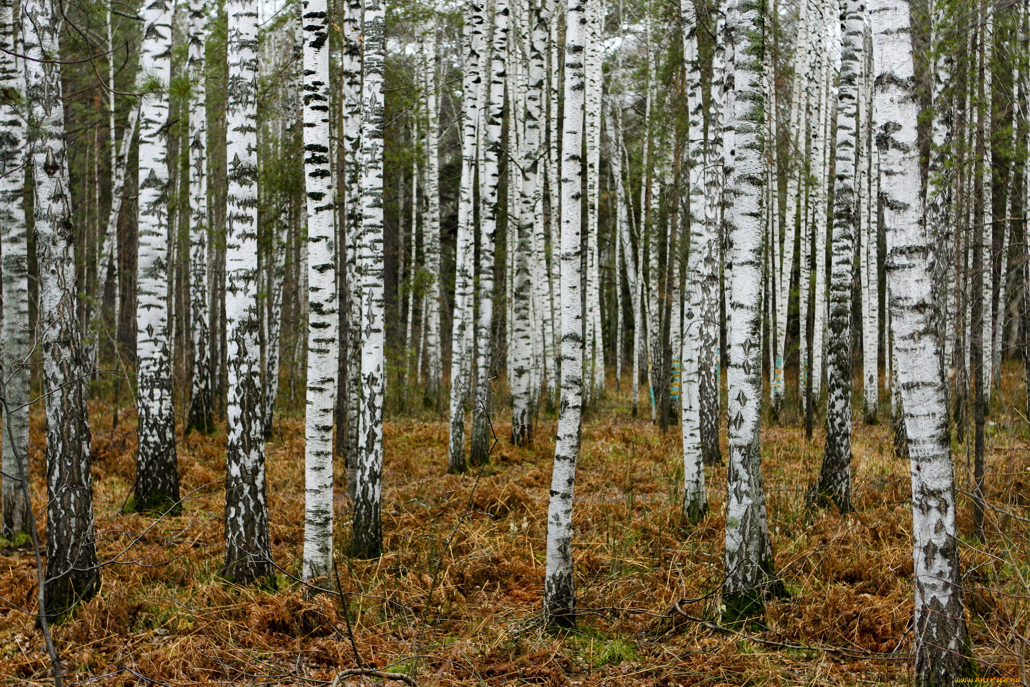природа, лес, березки