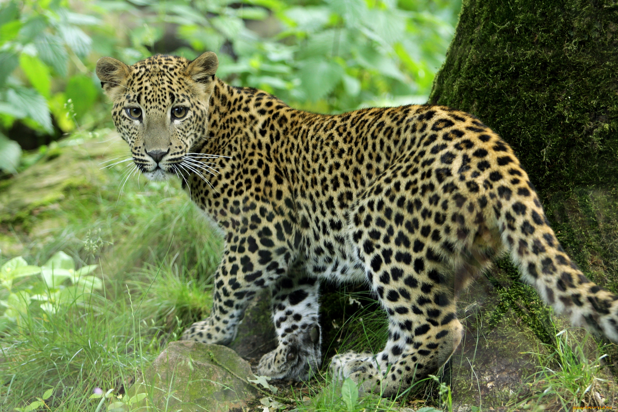 животные, леопарды, кошка