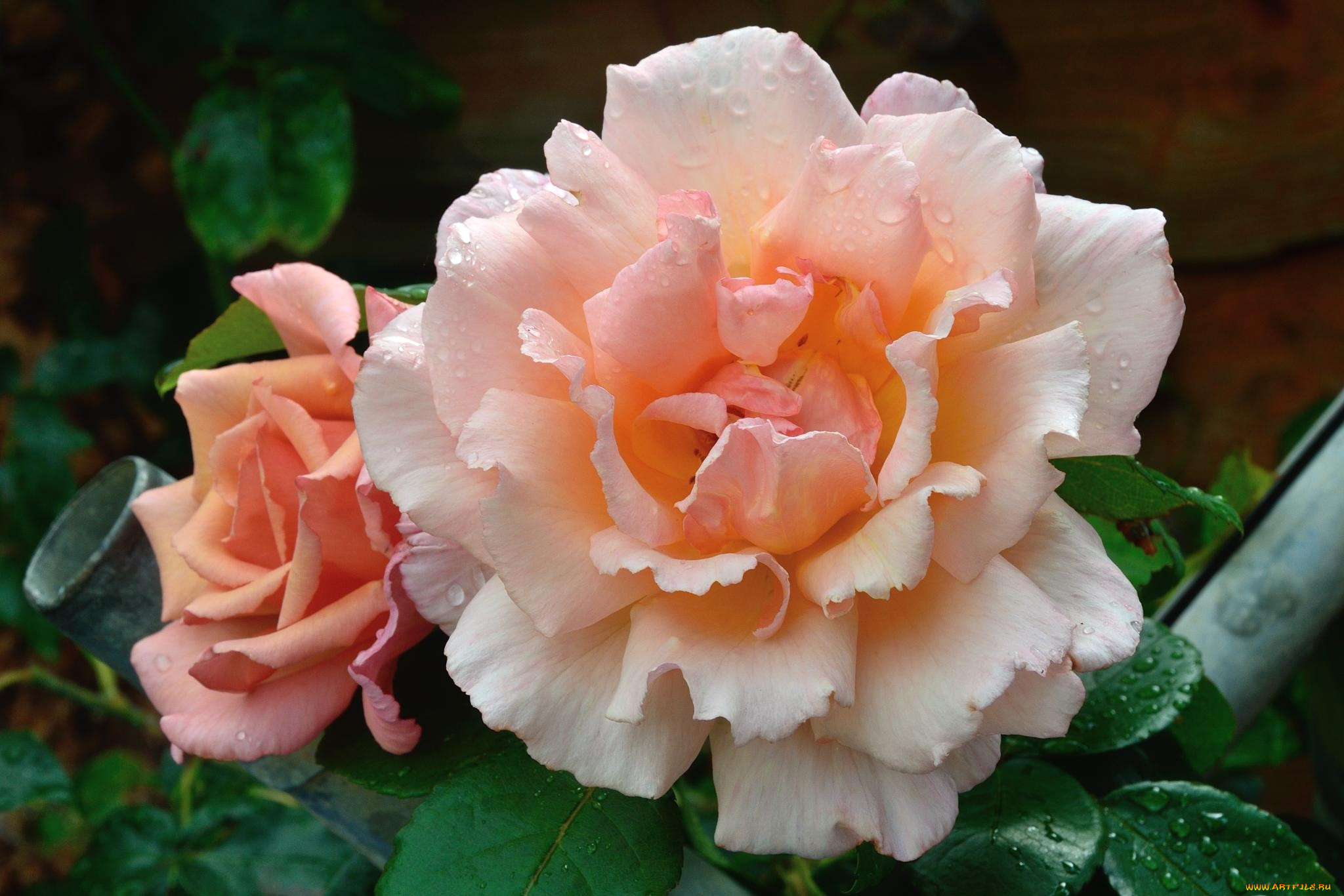 цветы, розы, кремовый