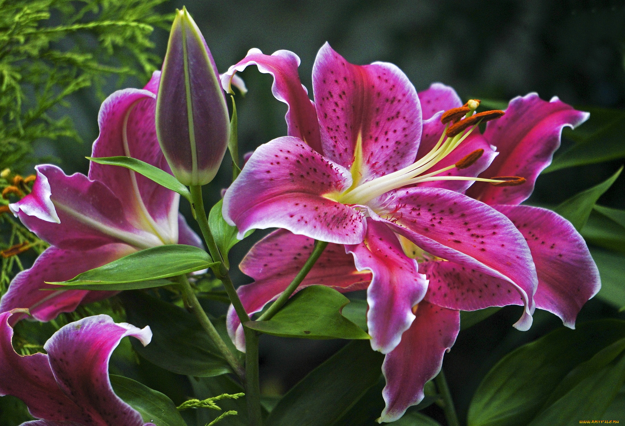 цветы, лилии, лилейники, розовый