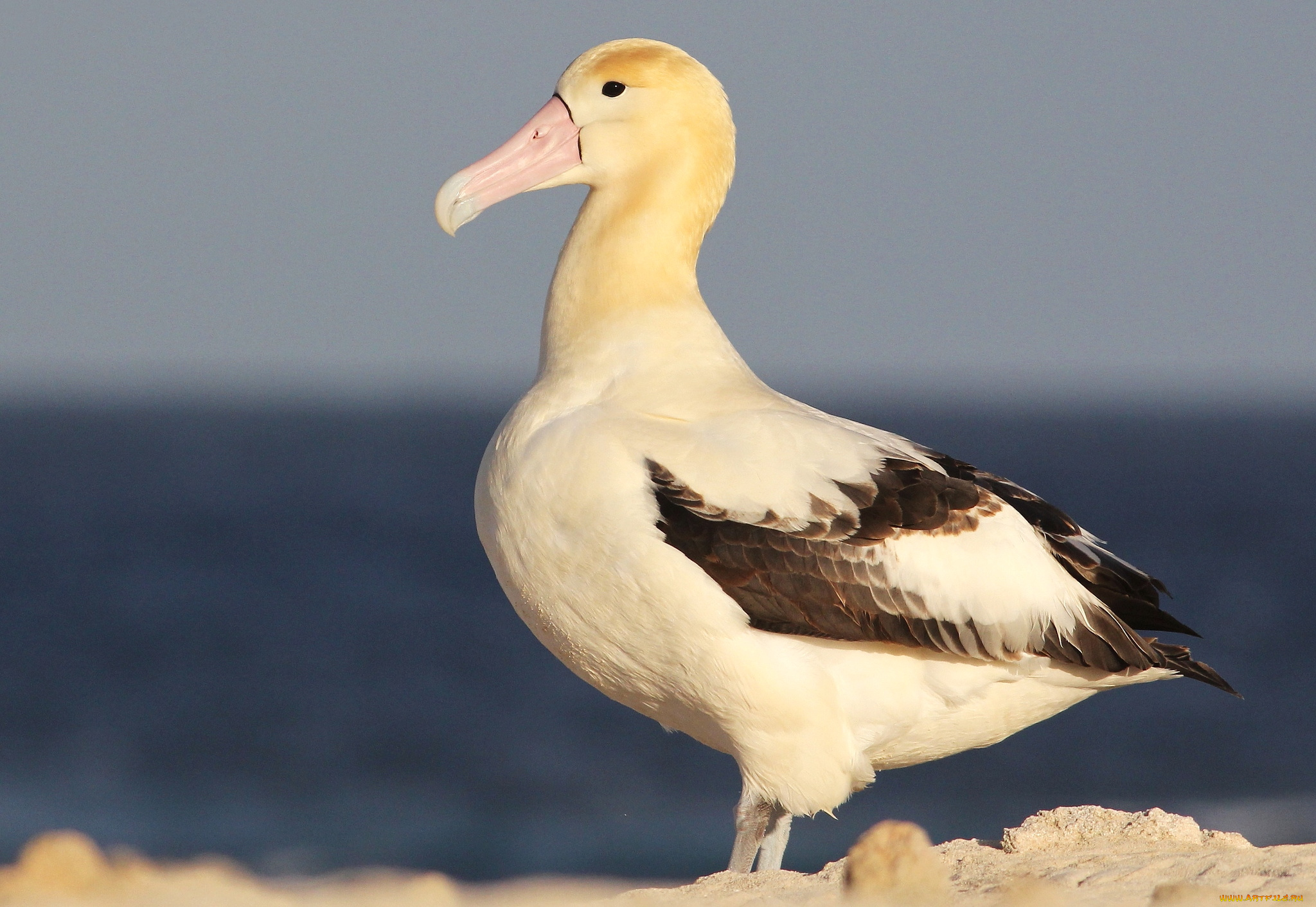 животные, альбатросы, клюв, профиль