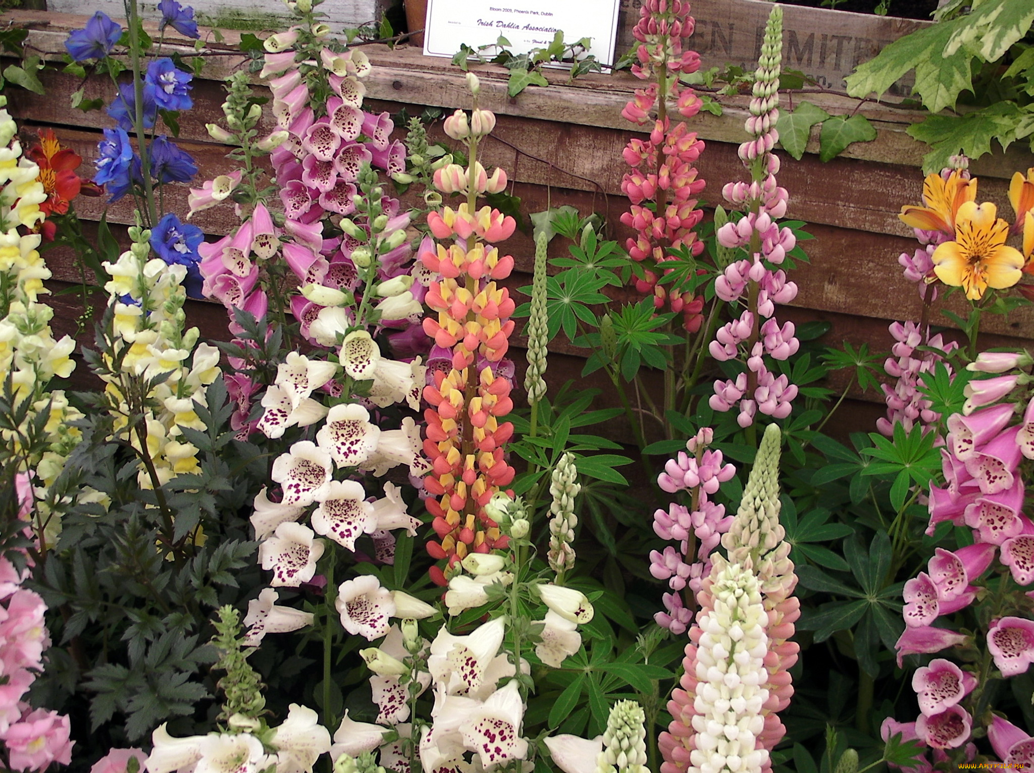 цветы, разные, вместе, дигиталис, наперстянка, foxgloves