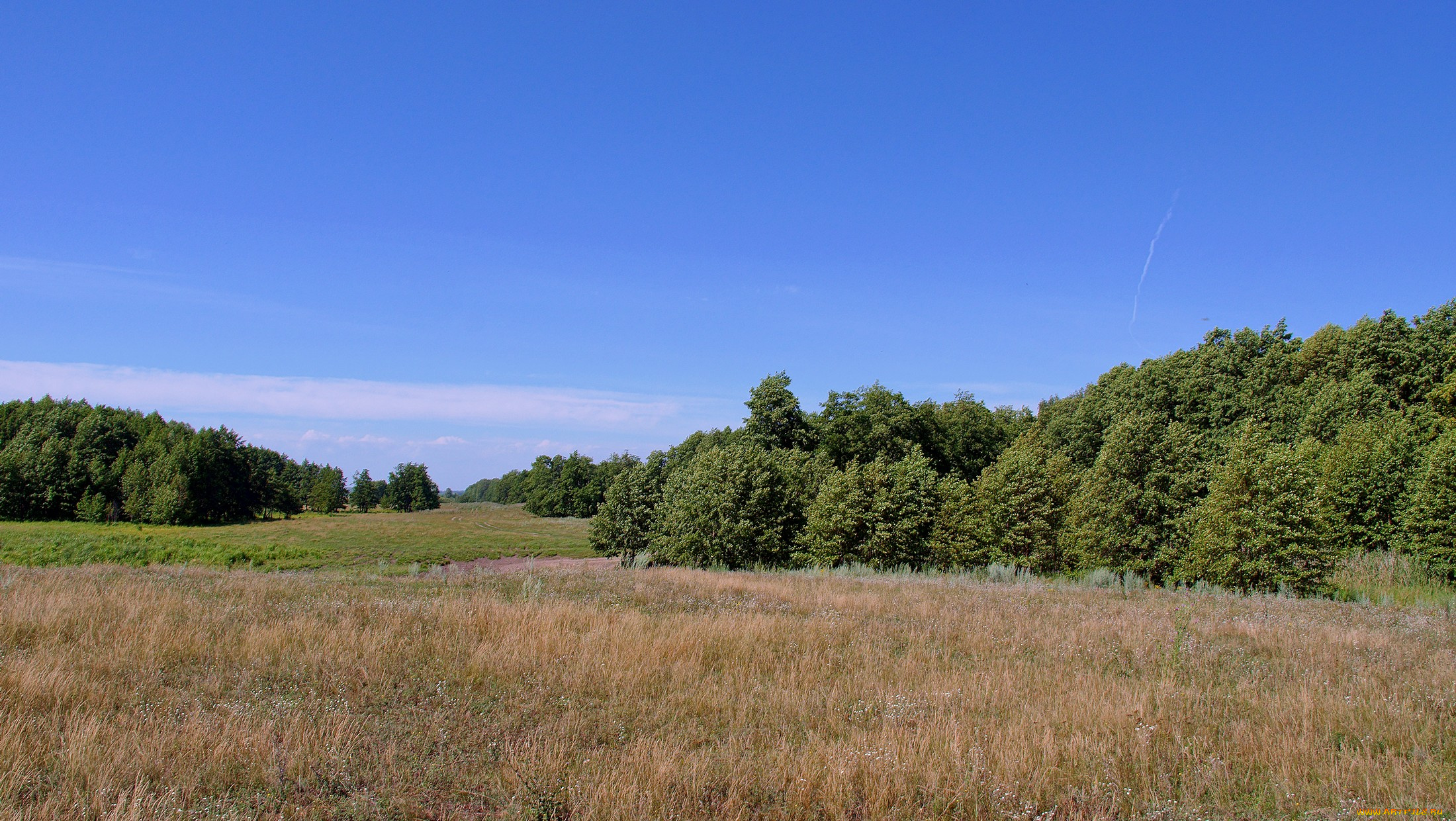 природа, луга, луг, лес, небо