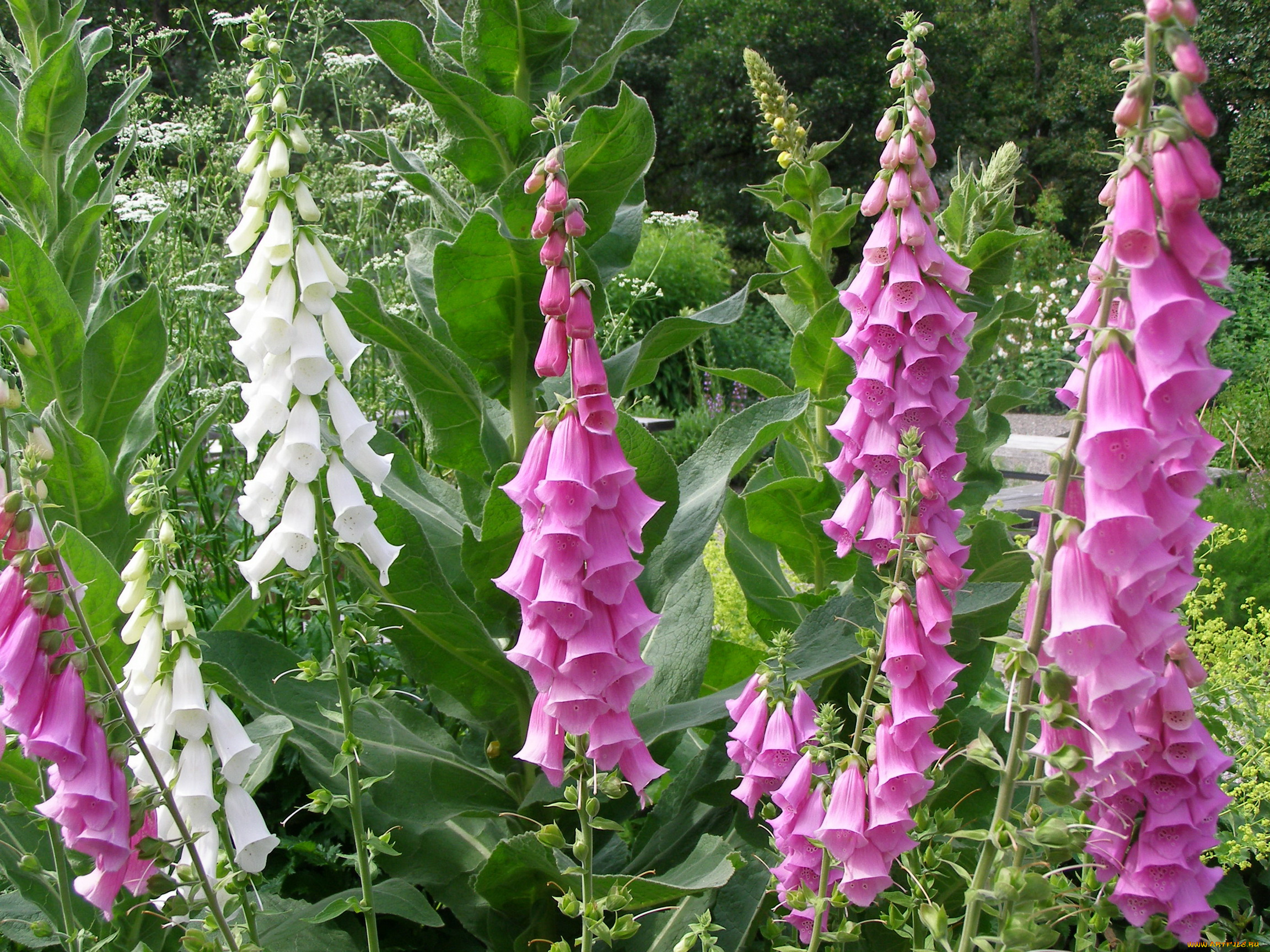 цветы, дигиталис, наперстянка, foxgloves