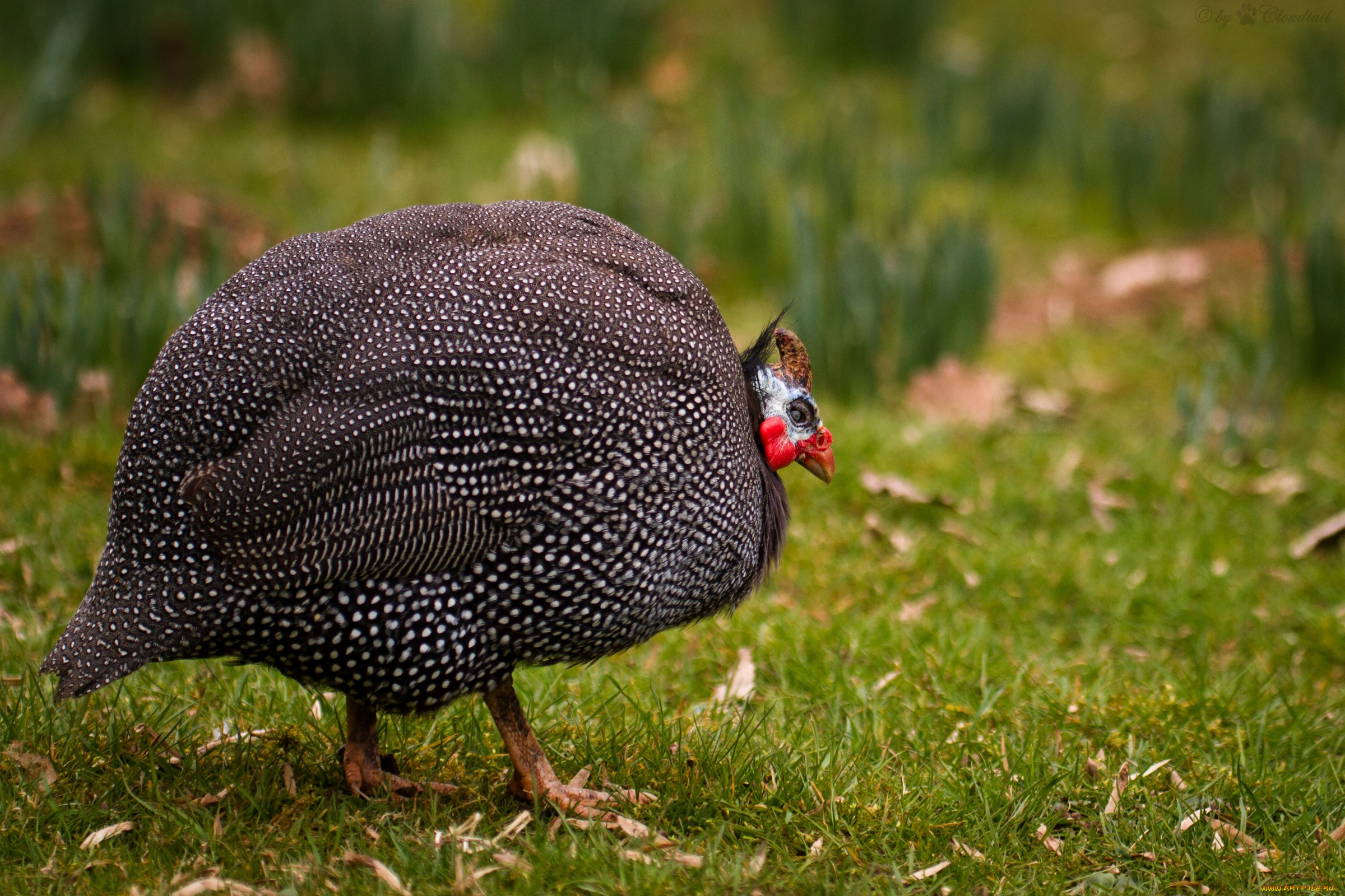 животные, птицы, цесарка