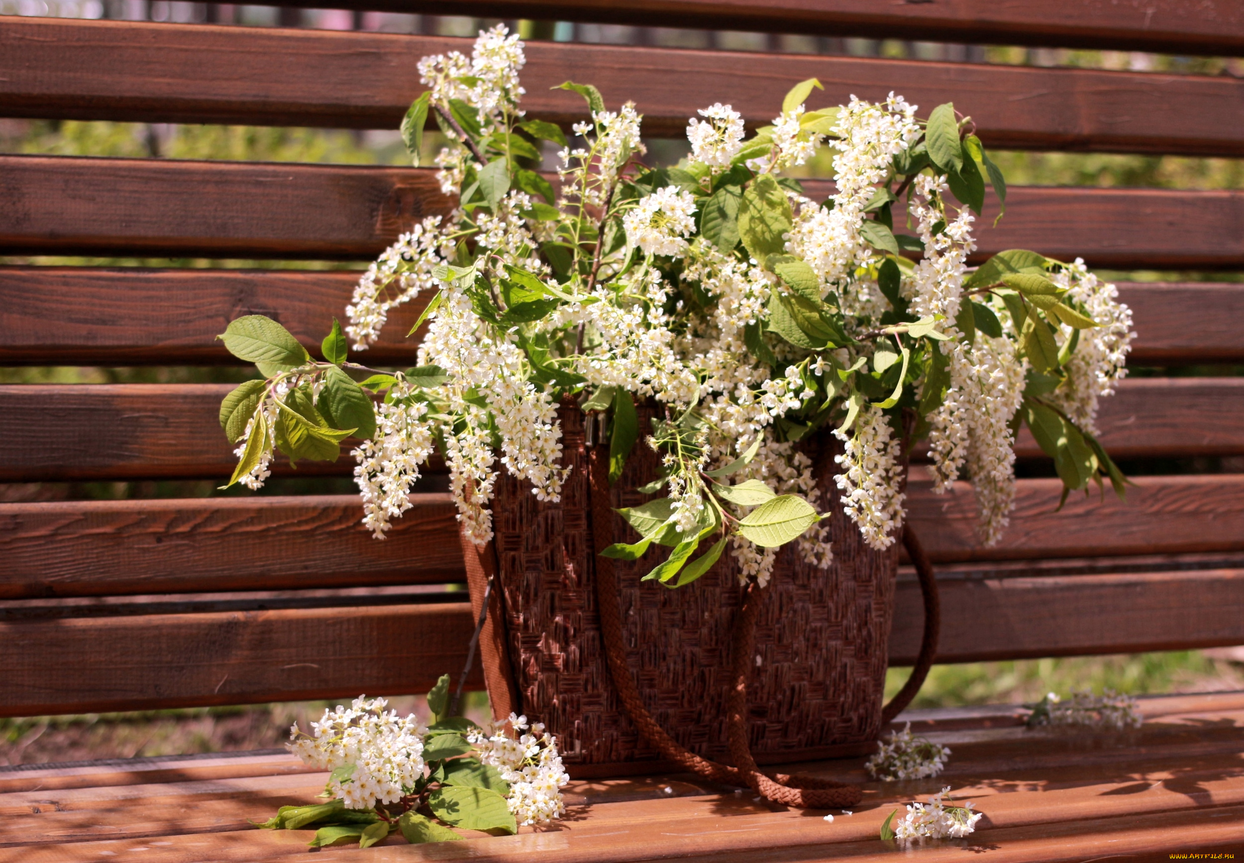 цветы, цветущие, деревья, кустарники, черемуха