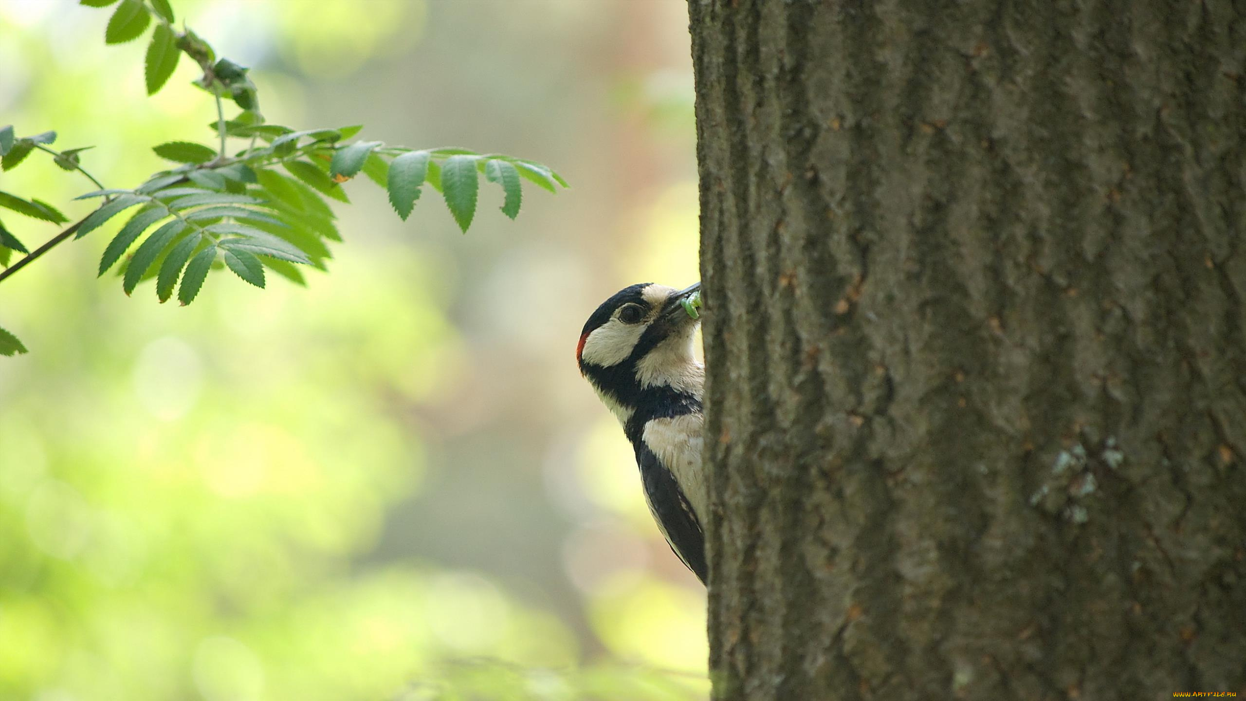 животные, дятлы, дерево, дятел, гусеница