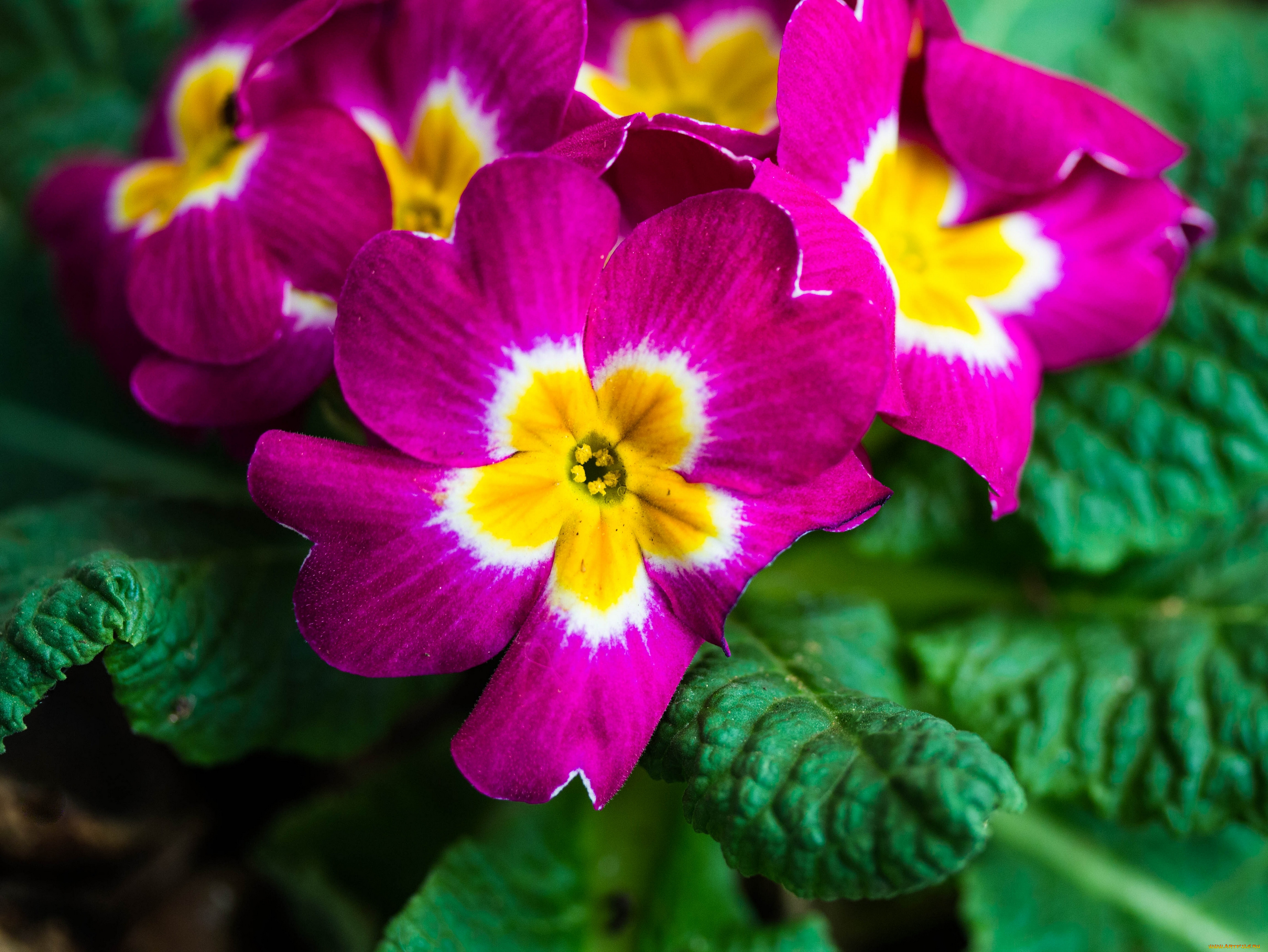 цветы, примулы, макро