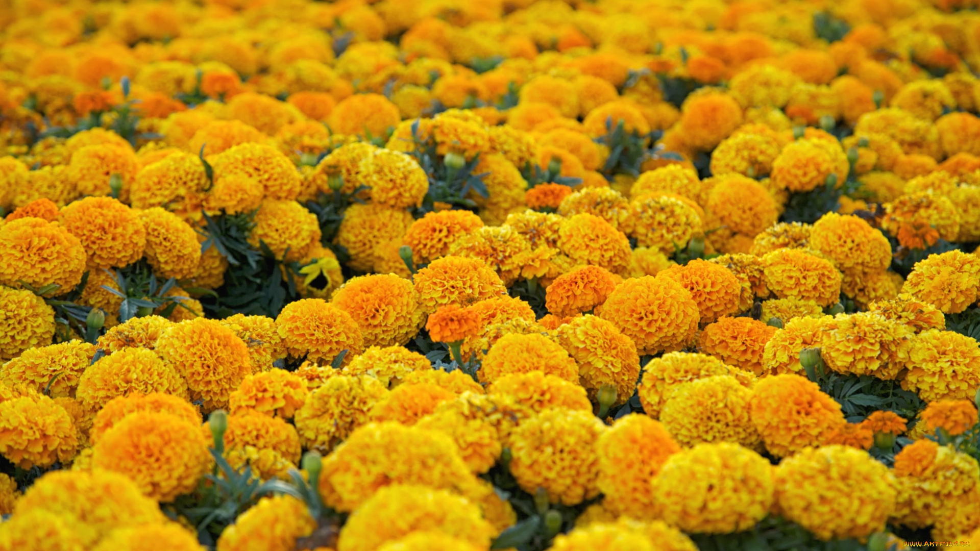 цветы, бархатцы, желтый