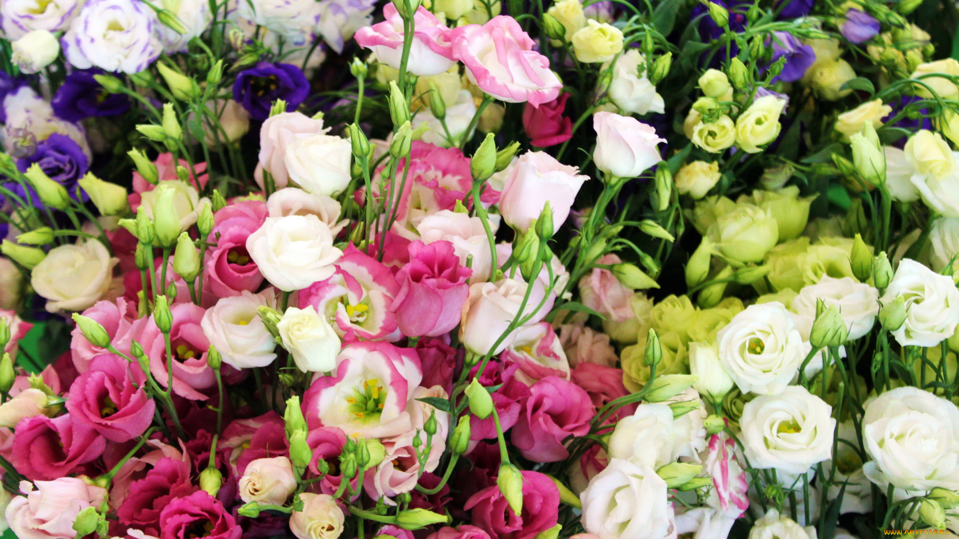 цветы, эустома, много