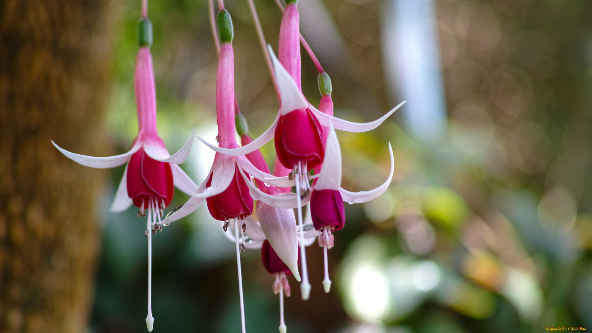 цветы, фуксия, блики, белая, роса, капли, розовая