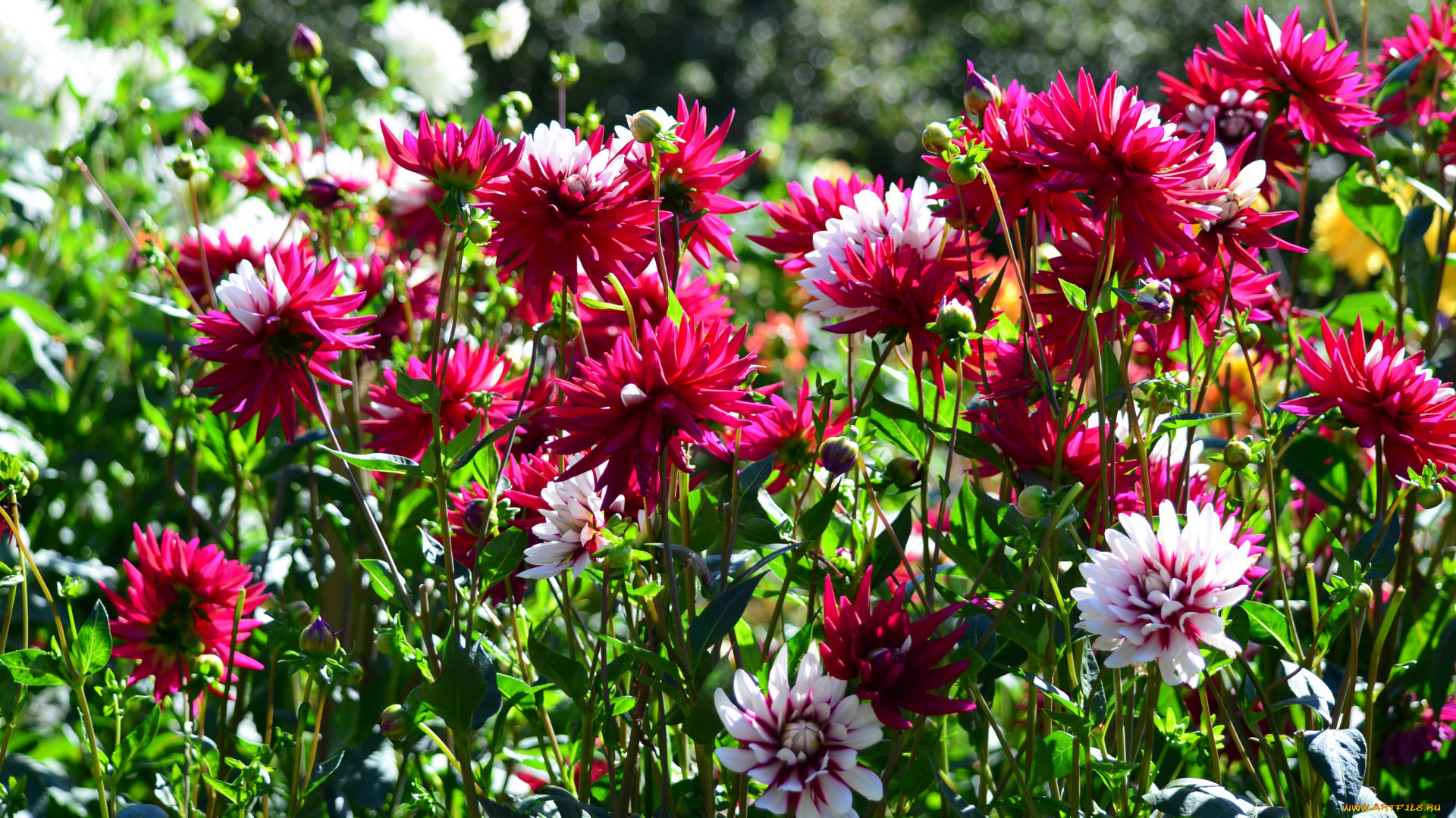 цветы, георгины, много, сад