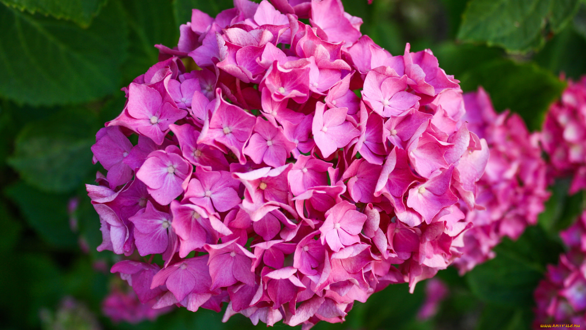 цветы, гортензия, розовый