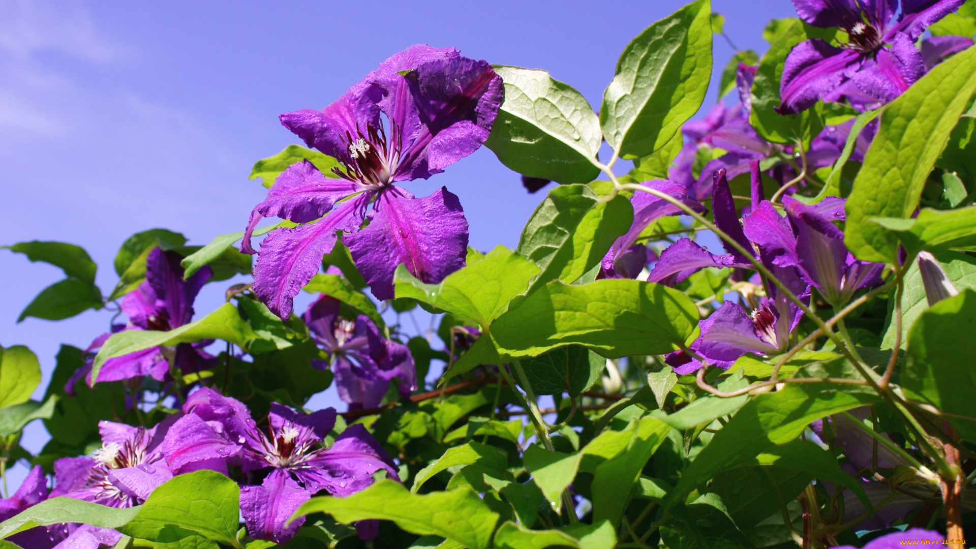 цветы, клематис, , ломонос, фиолет