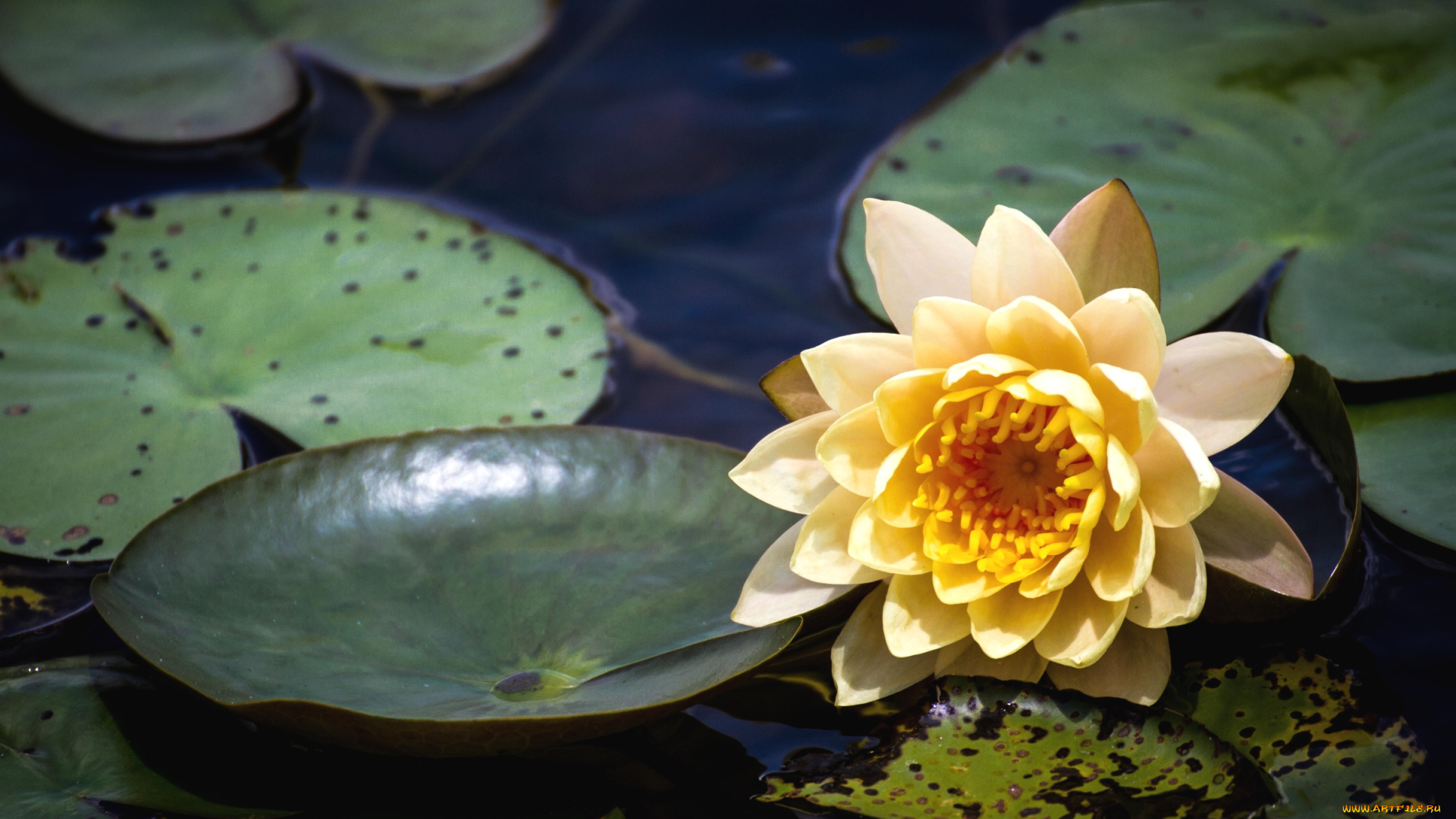 цветы, лилии, водяные, , нимфеи, , кувшинки, вода
