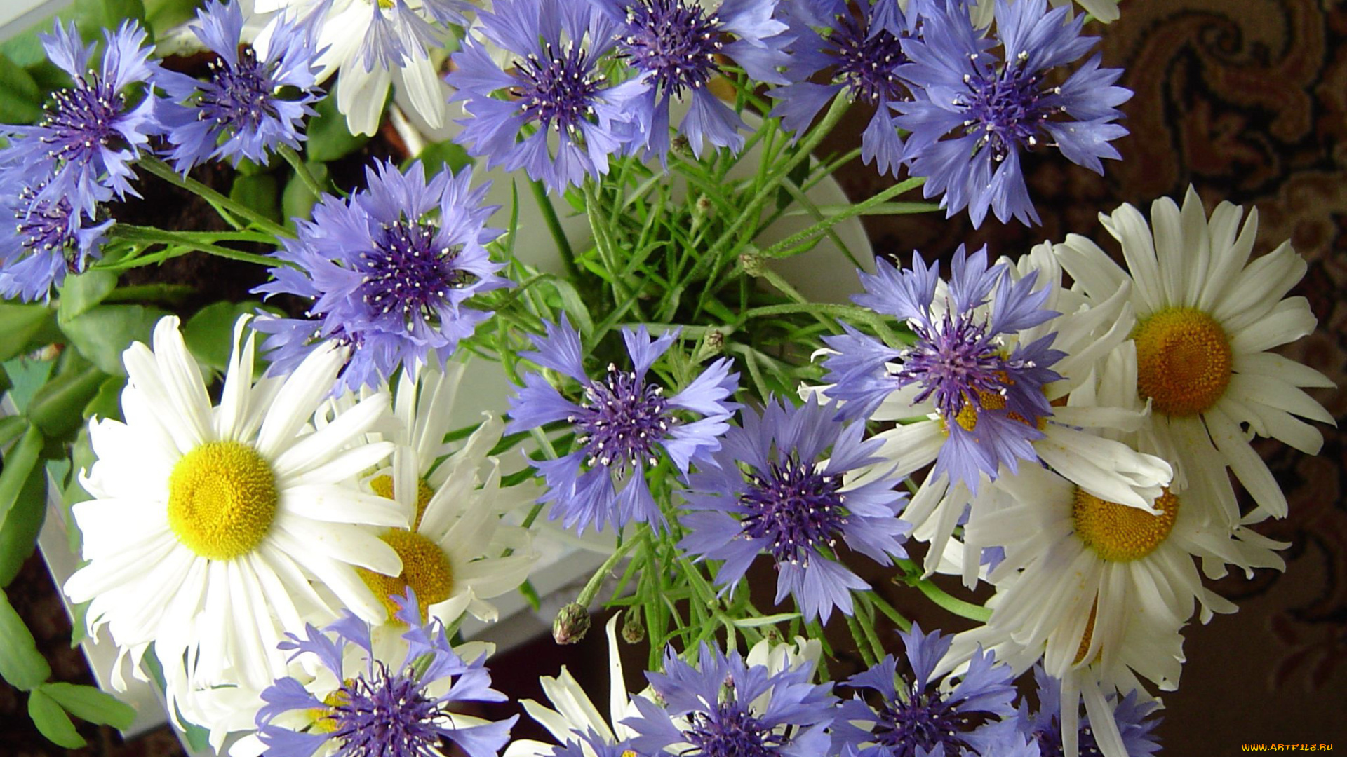 цветы, луговые, , полевые, , цветы, василёк, маргаритка