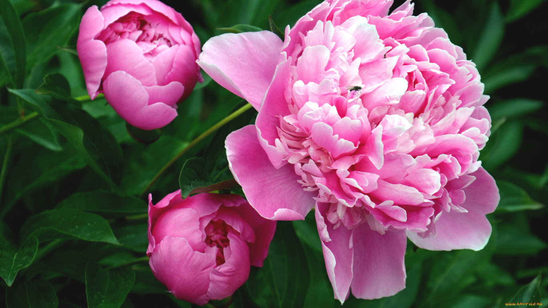 цветы, пионы, розовый
