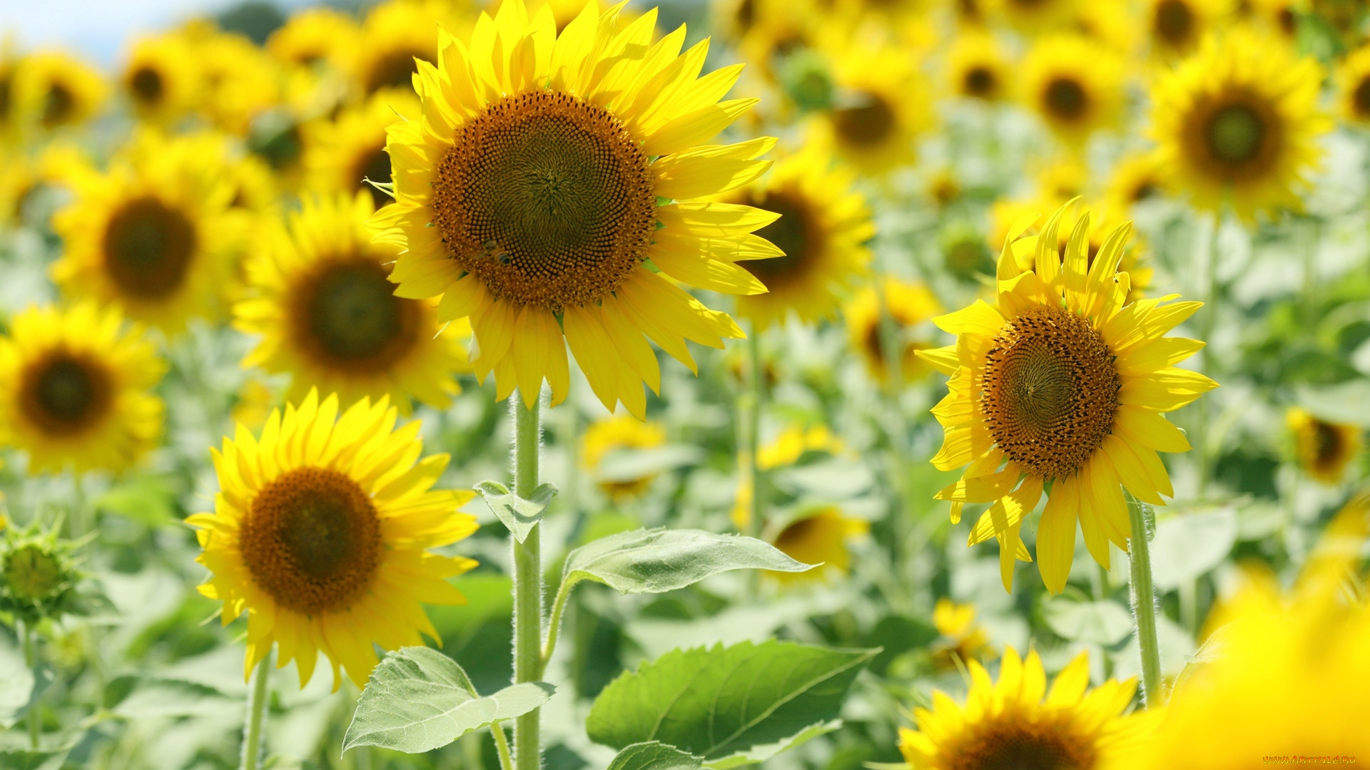 цветы, подсолнухи, фон, солнце, желтый, подсолнух, поле, flowers