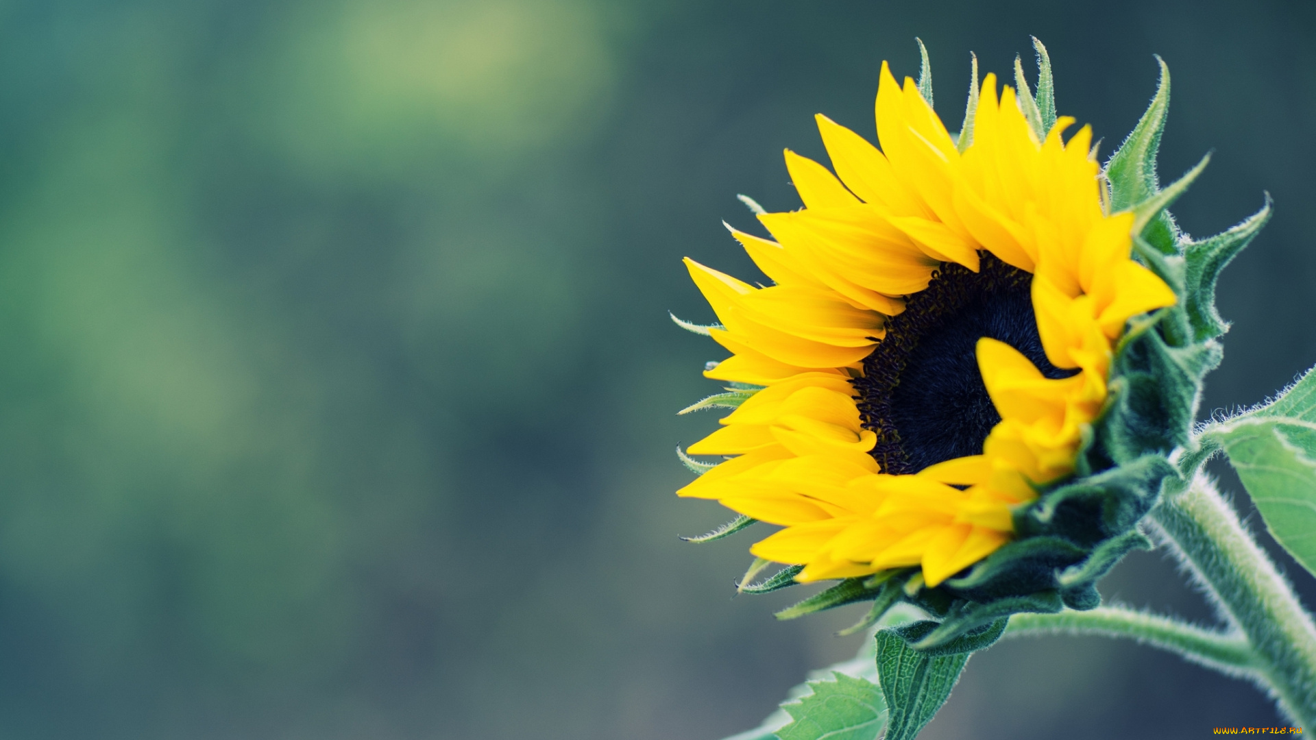 цветы, подсолнухи, подсолнух, желтый, фон