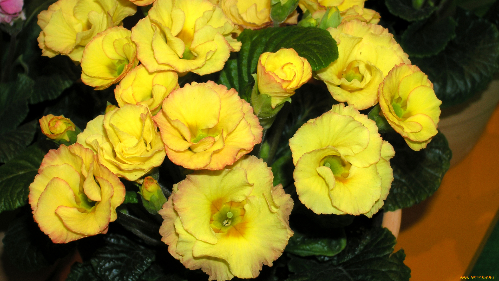 цветы, примулы, примула, желтая, много