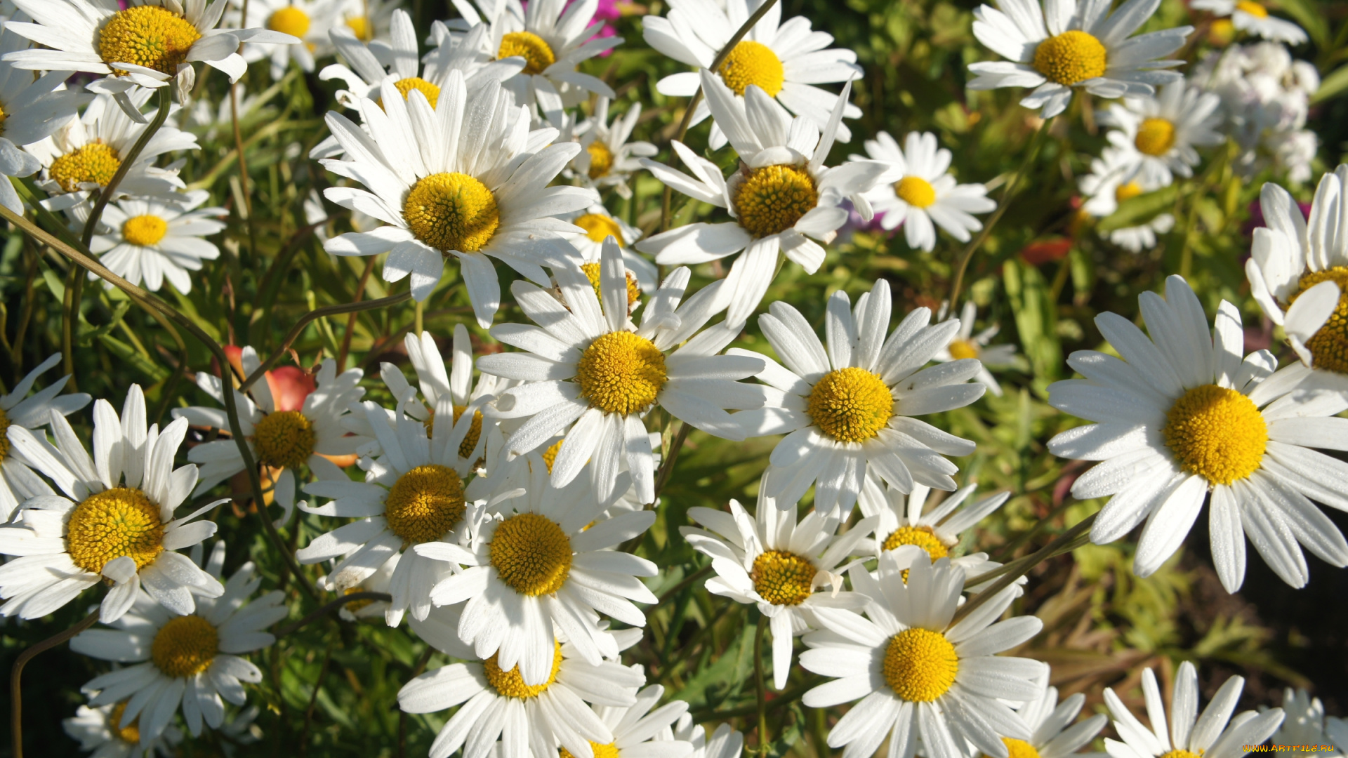 цветы, ромашки, лепестки