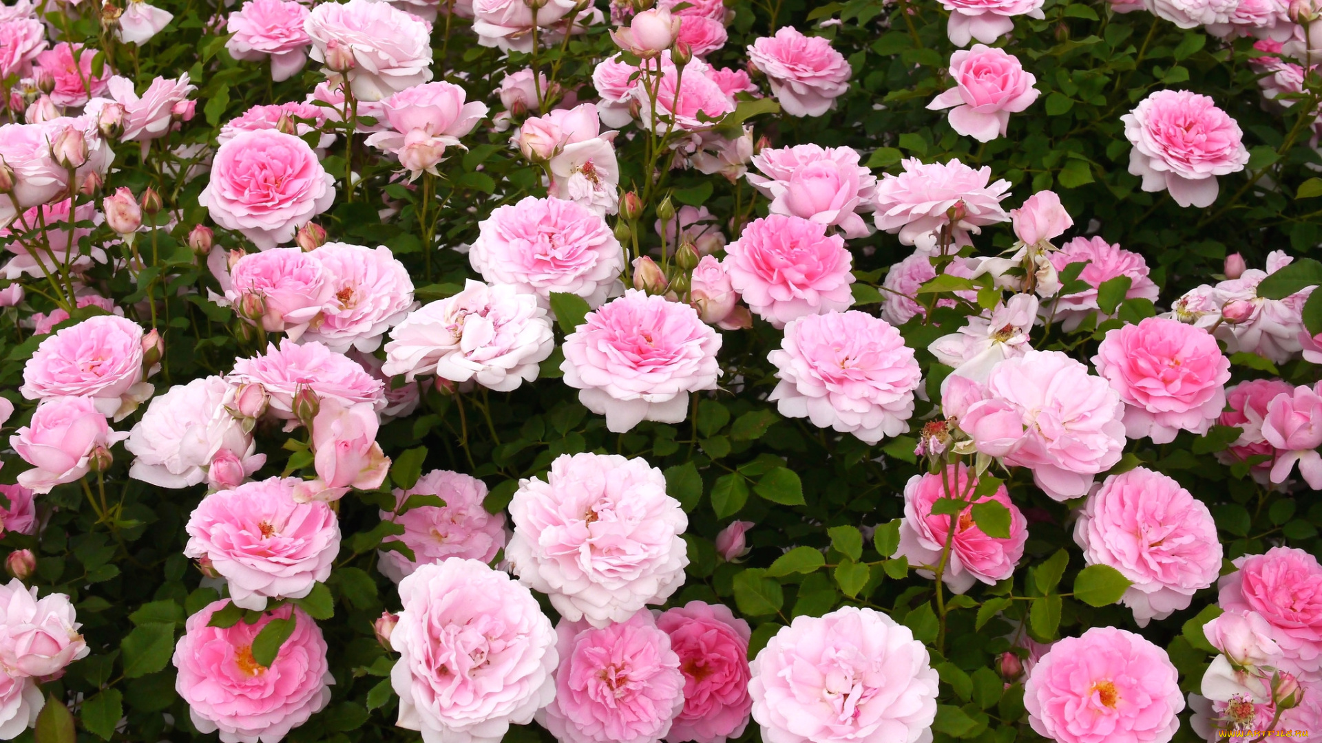 цветы, розы