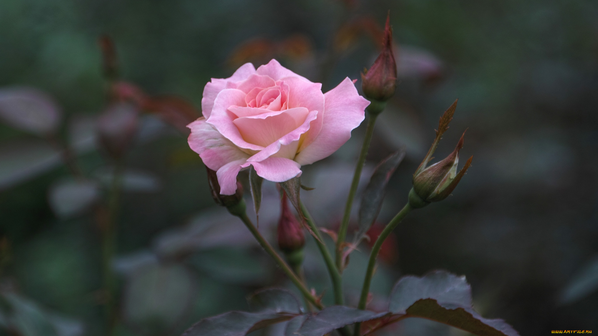 цветы, розы, бутон