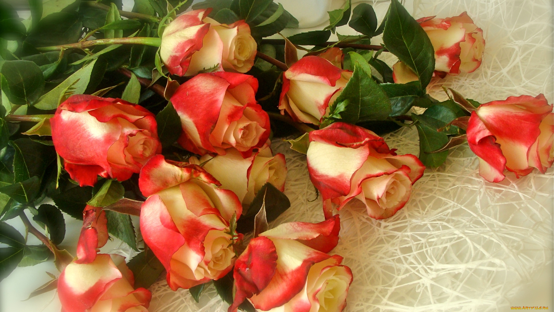 цветы, розы, пестрый