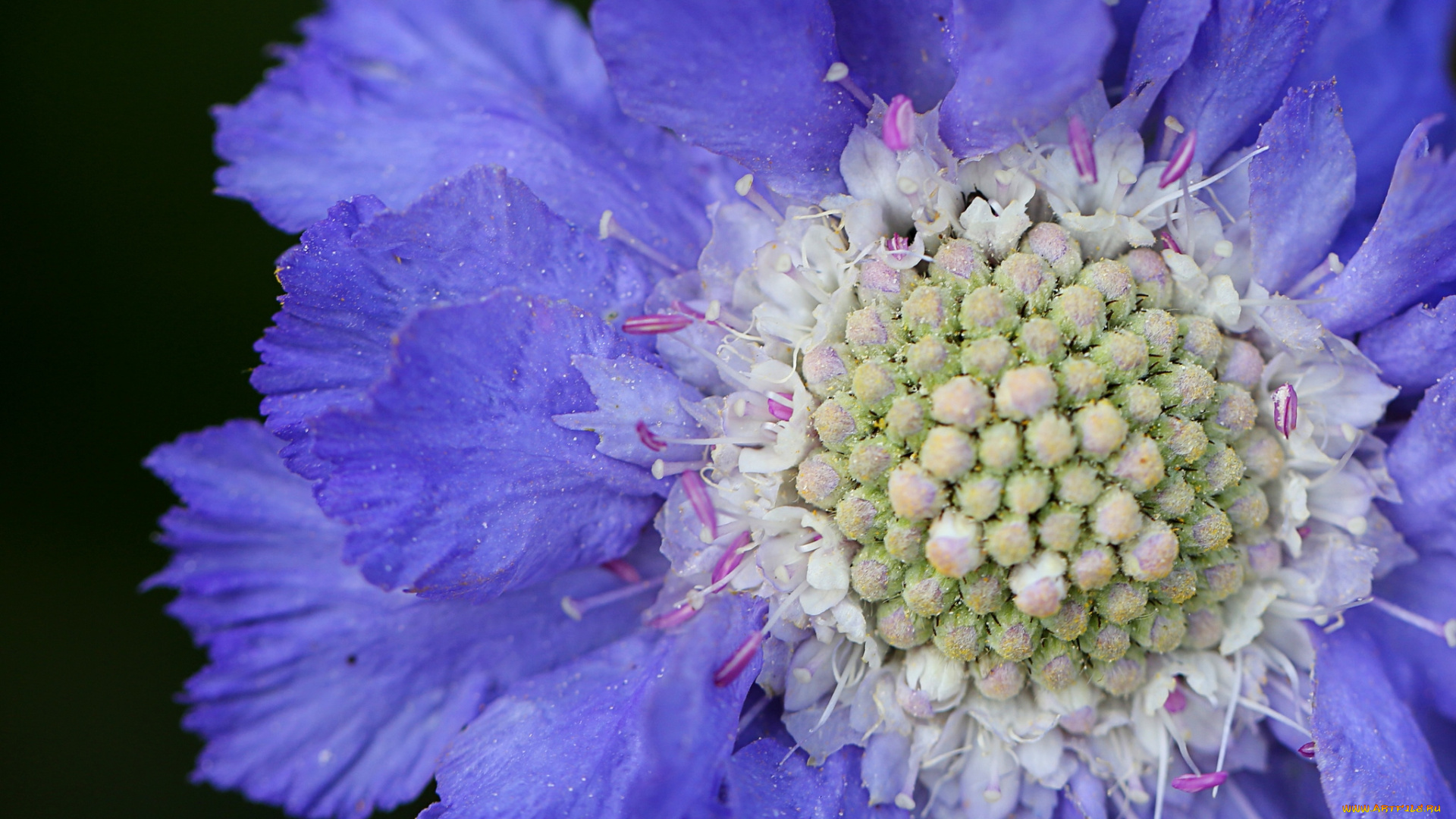 цветы, скабиоза, макро