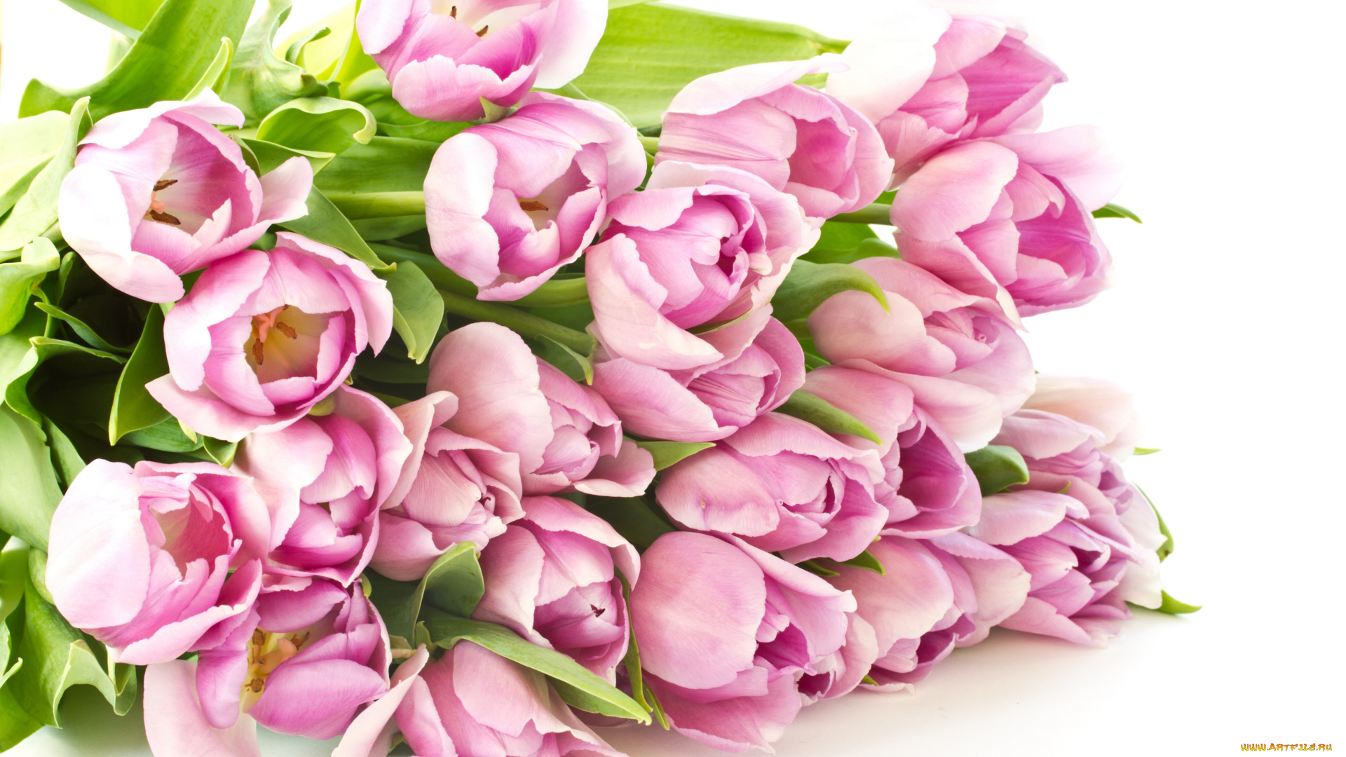 цветы, тюльпаны, розовый