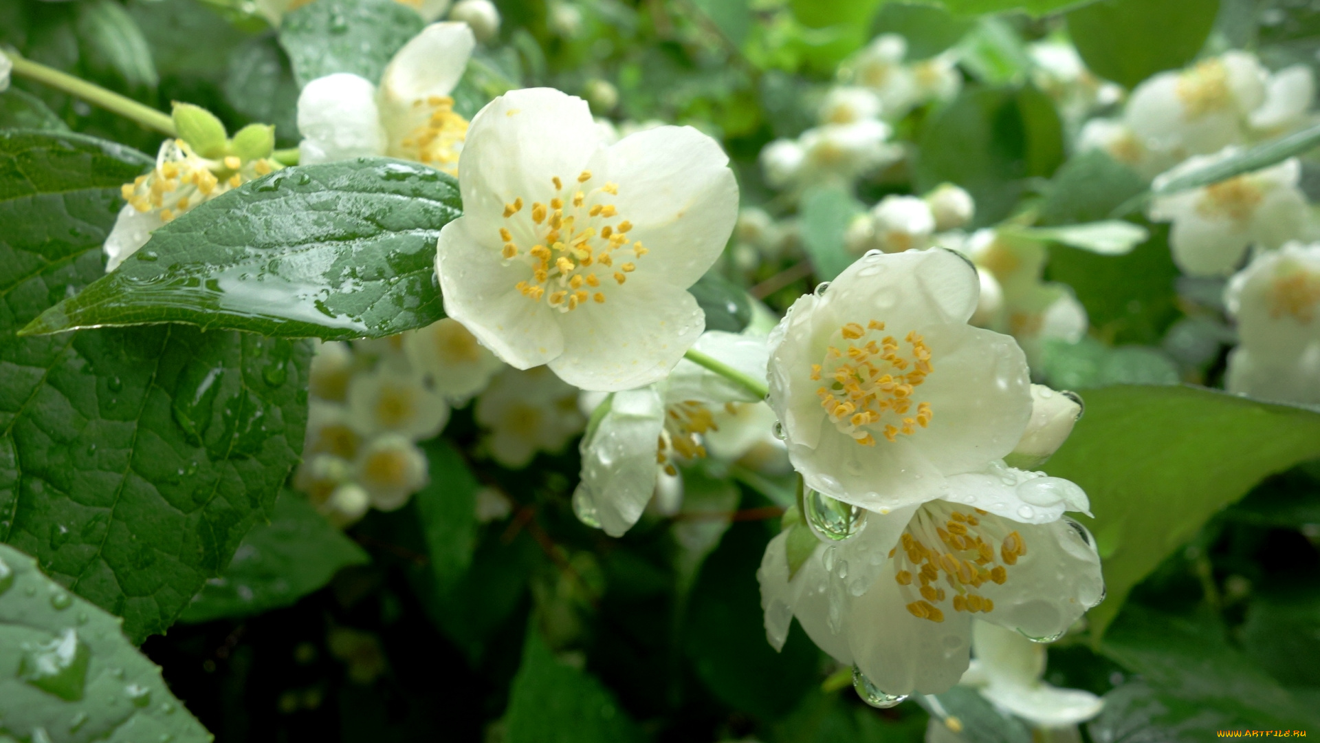 цветы, жасмин, куст