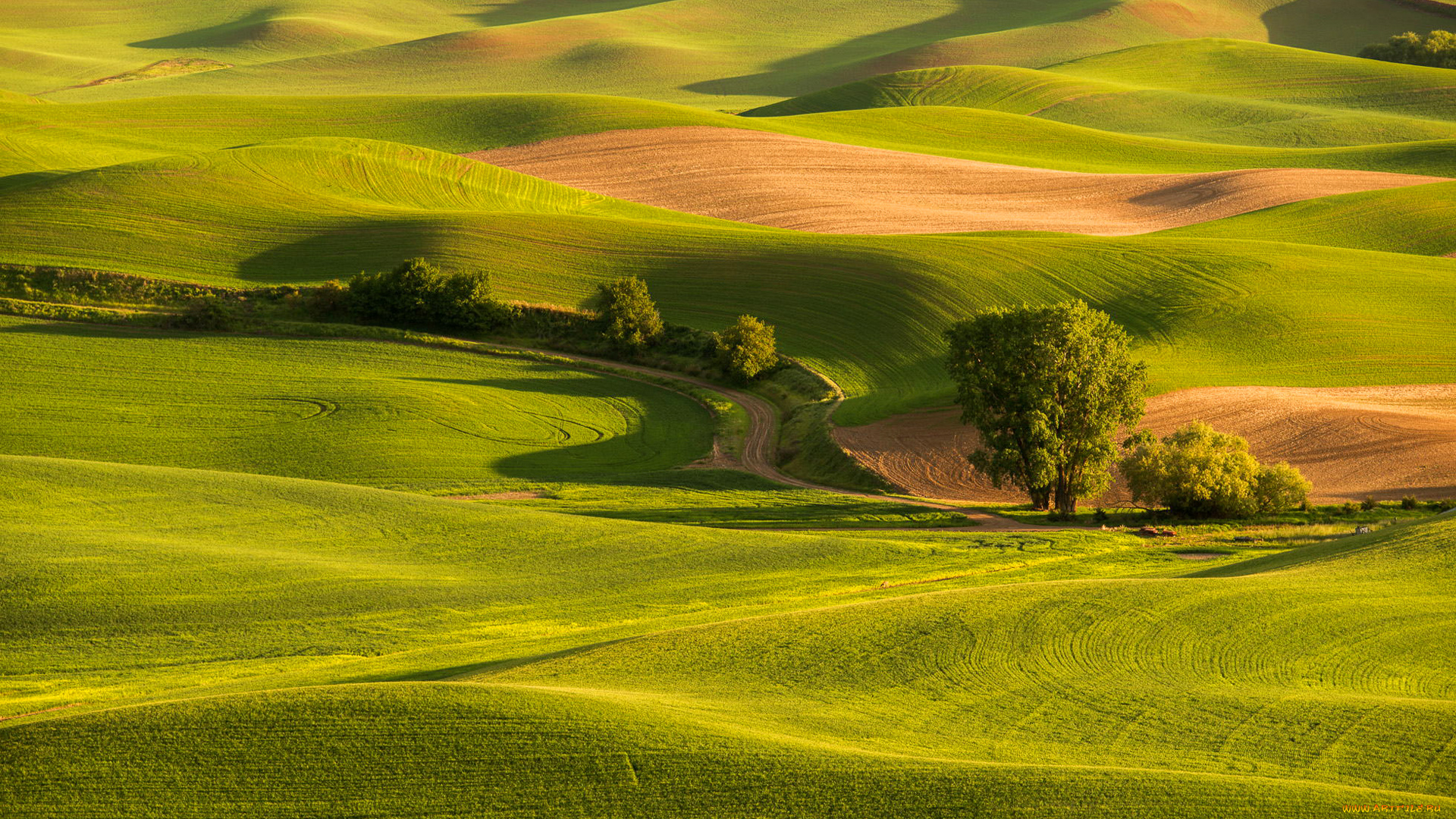 природа, поля, холмы, закат, дорога, поле, трава, деревья