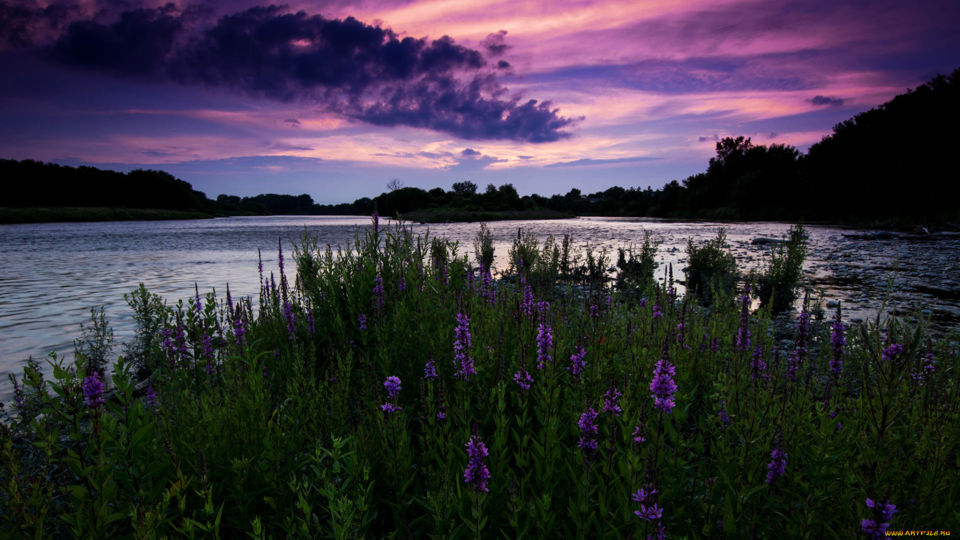 природа, реки, озера, деревья, полевые, онтарио, канада, закат, вечер, река, небо, цветы