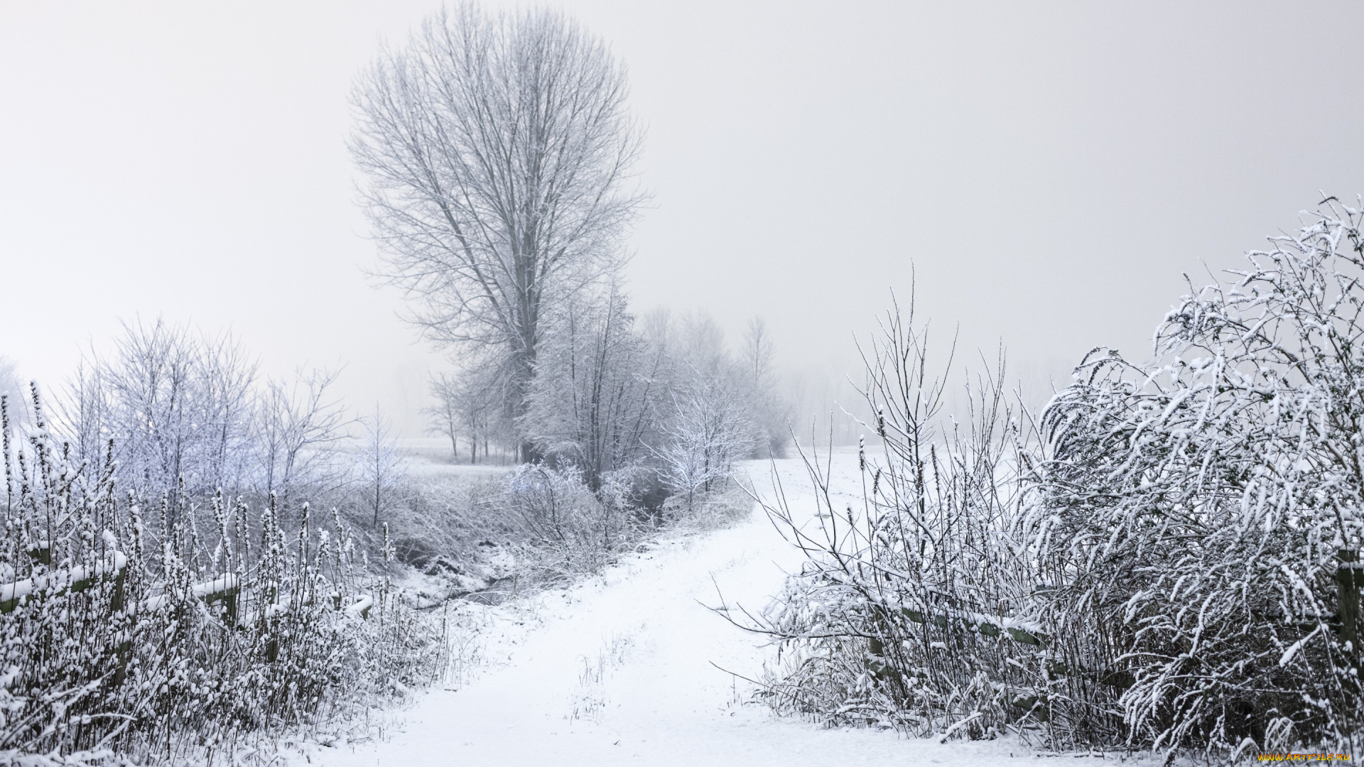 природа, зима, кусты, деревья, дорога, снег, ветки