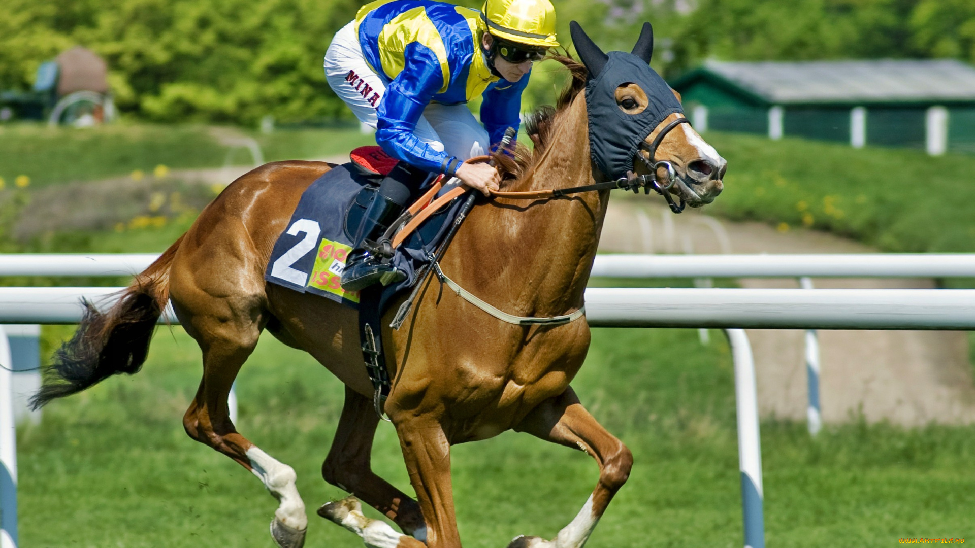 спорт, конный, спорт, скачки, ипподром