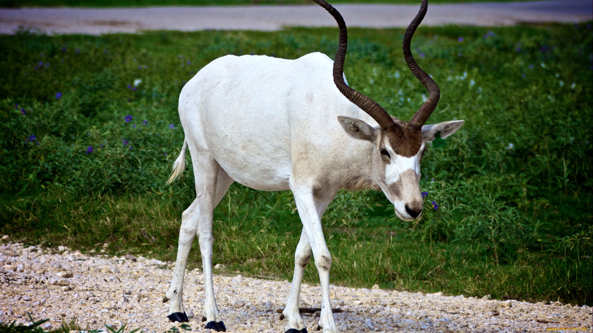 животные, антилопы, рога