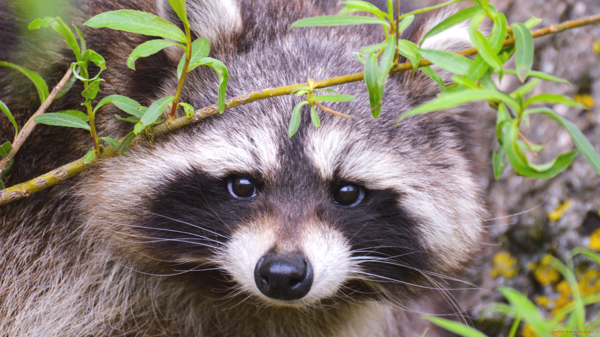 животные, еноты, мордочка