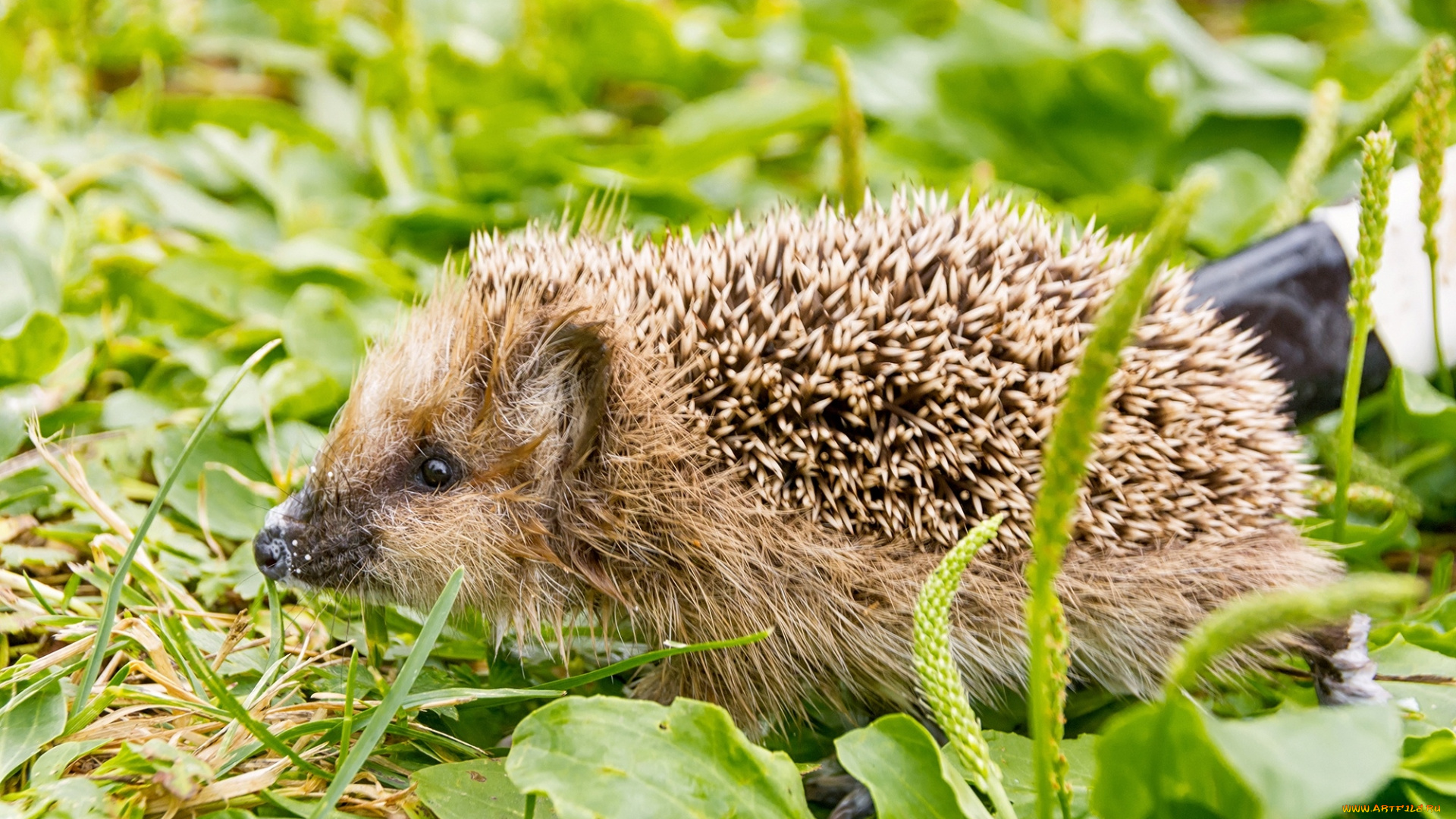 животные, ежи, колючки