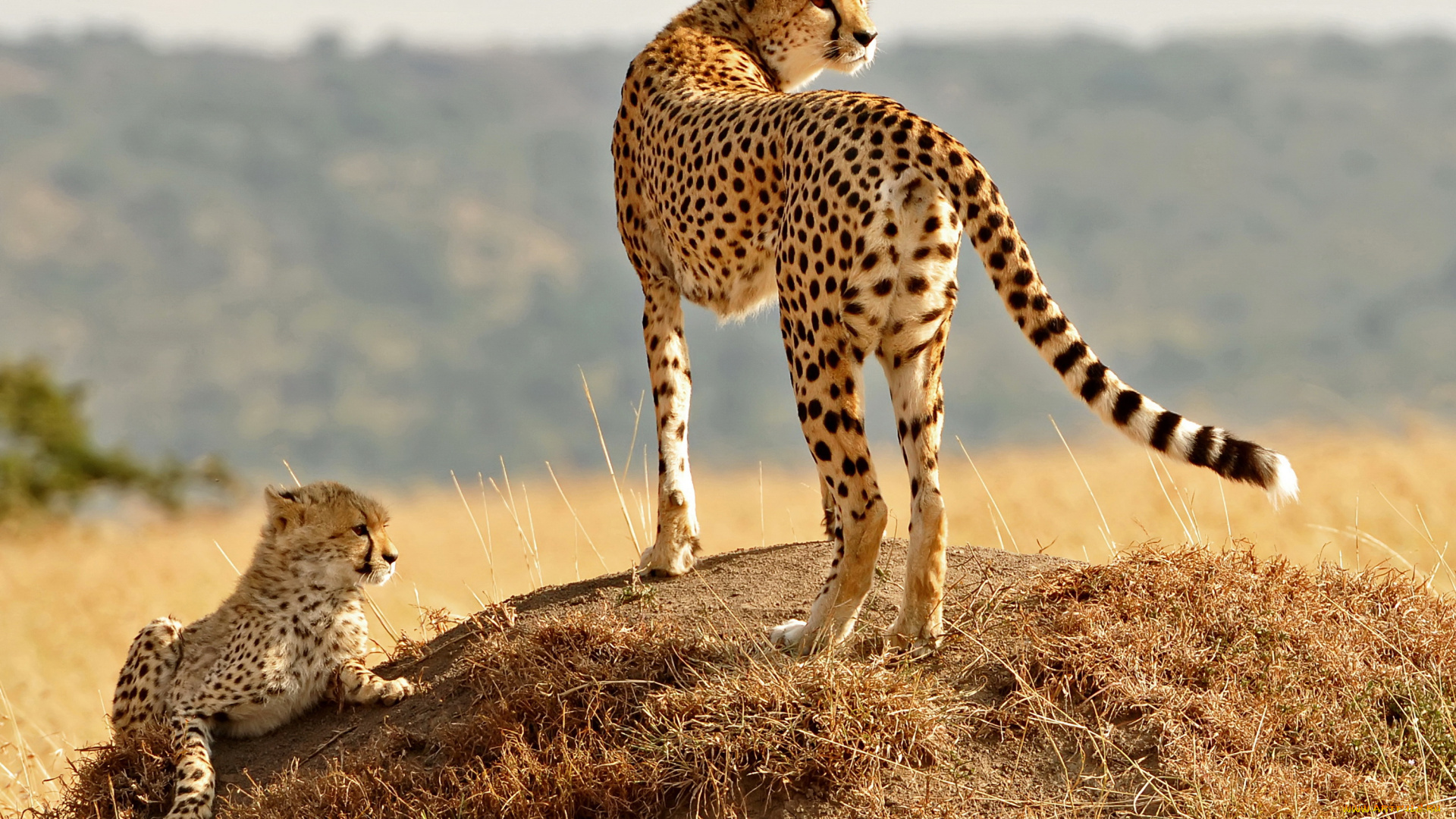 животные, гепарды, гепард, детеныш
