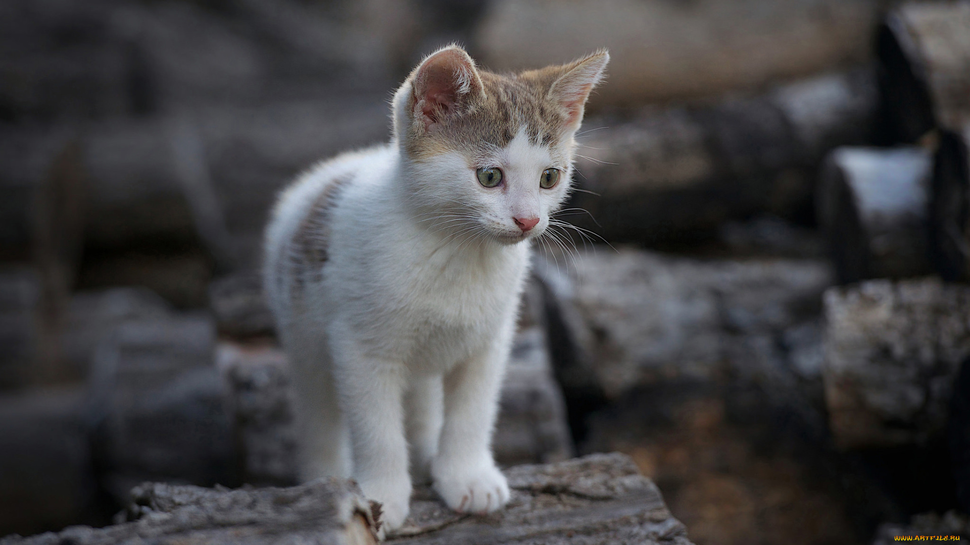 животные, коты, бревна, дрова, котенок