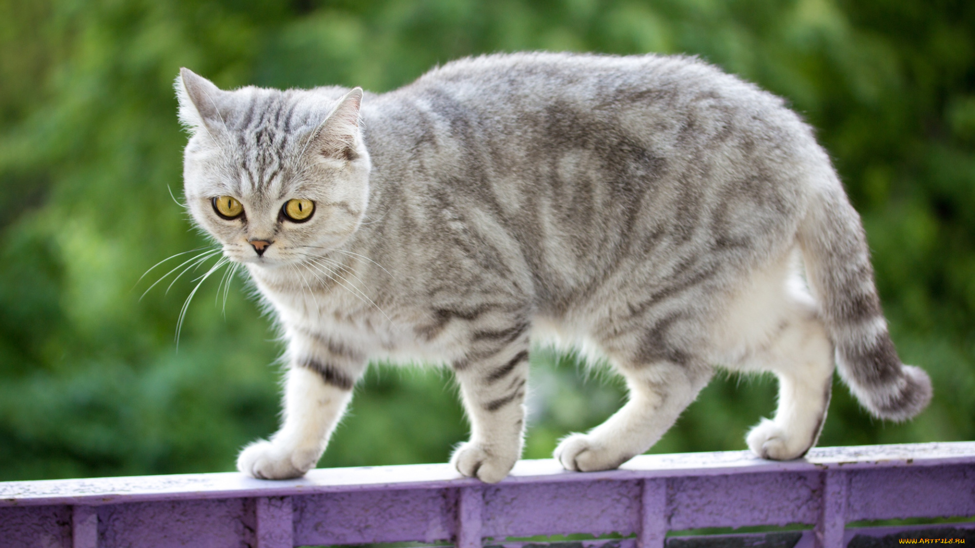 животные, коты, котейка