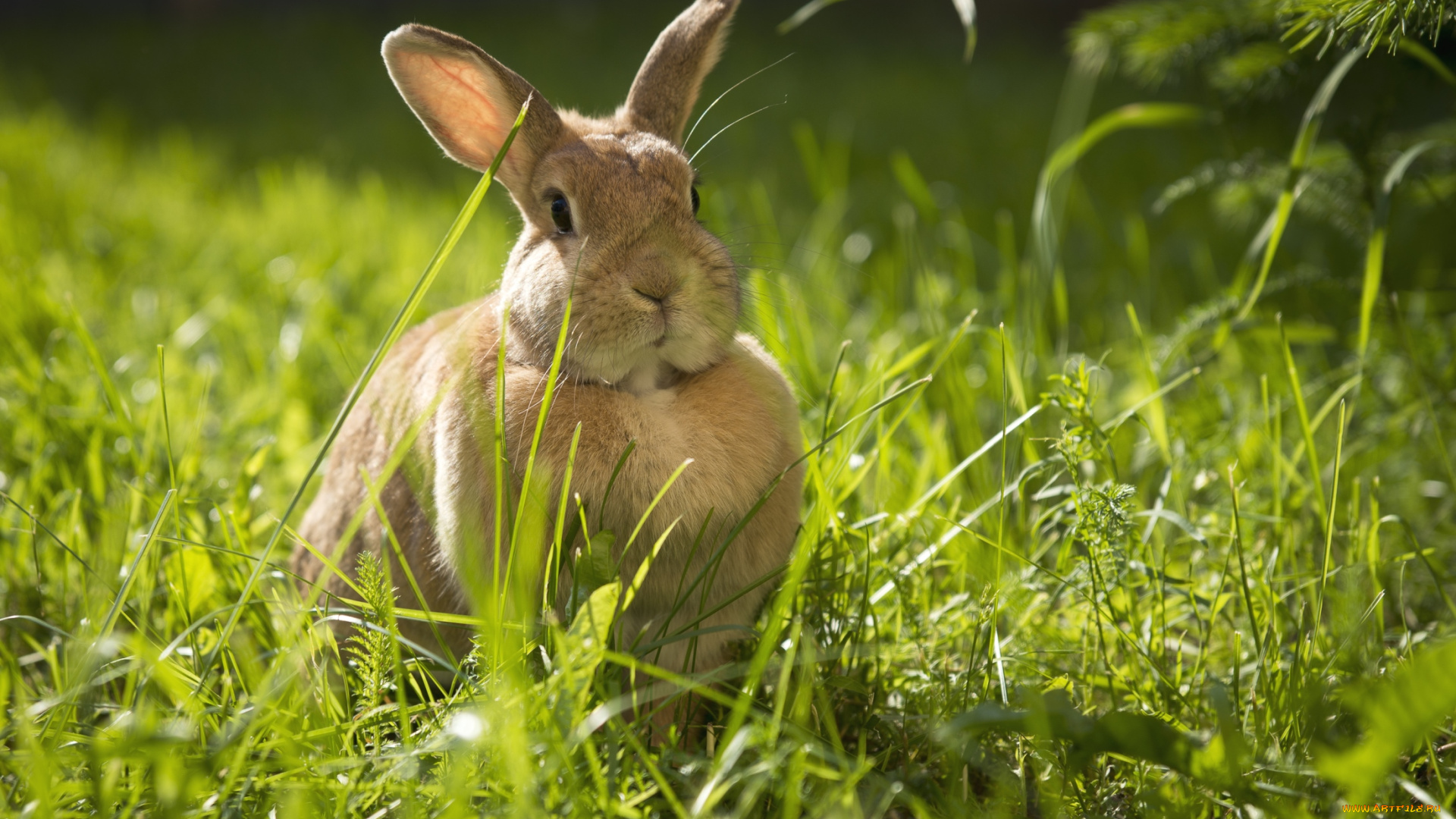 животные, кролики, , зайцы, уши