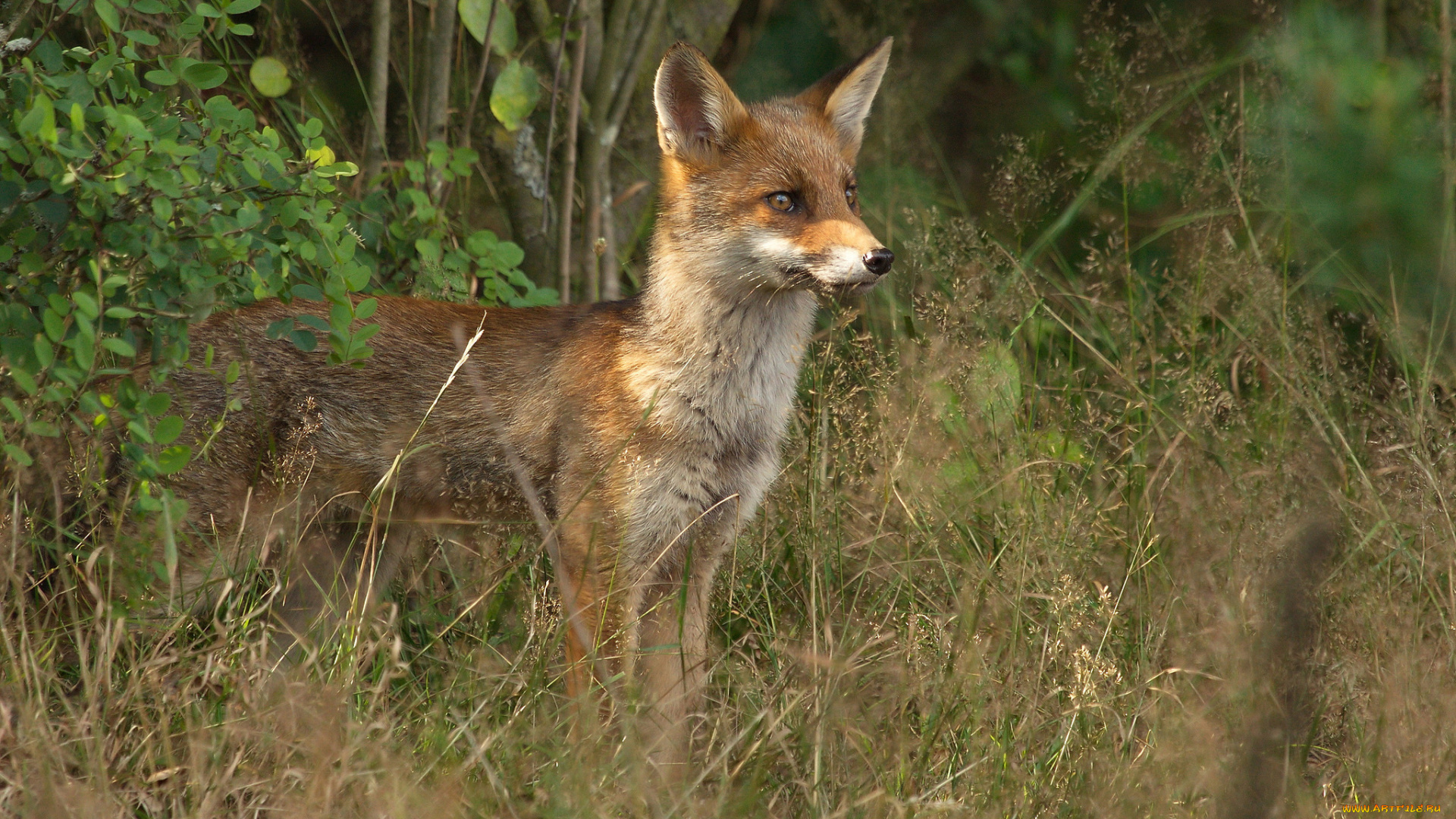 животные, лисы, лисичка