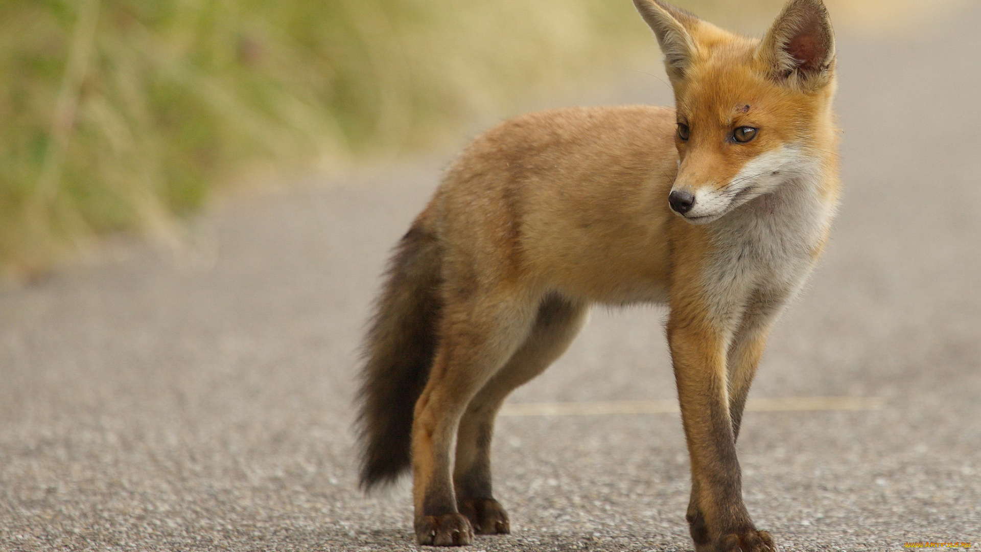 животные, лисы, лисичка