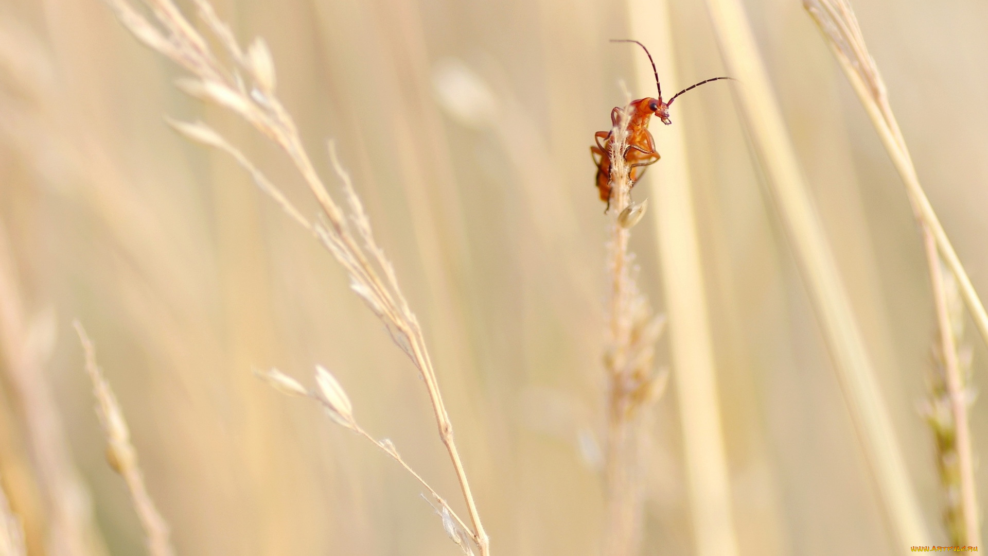животные, насекомые, букашка, травинки, трава, поле