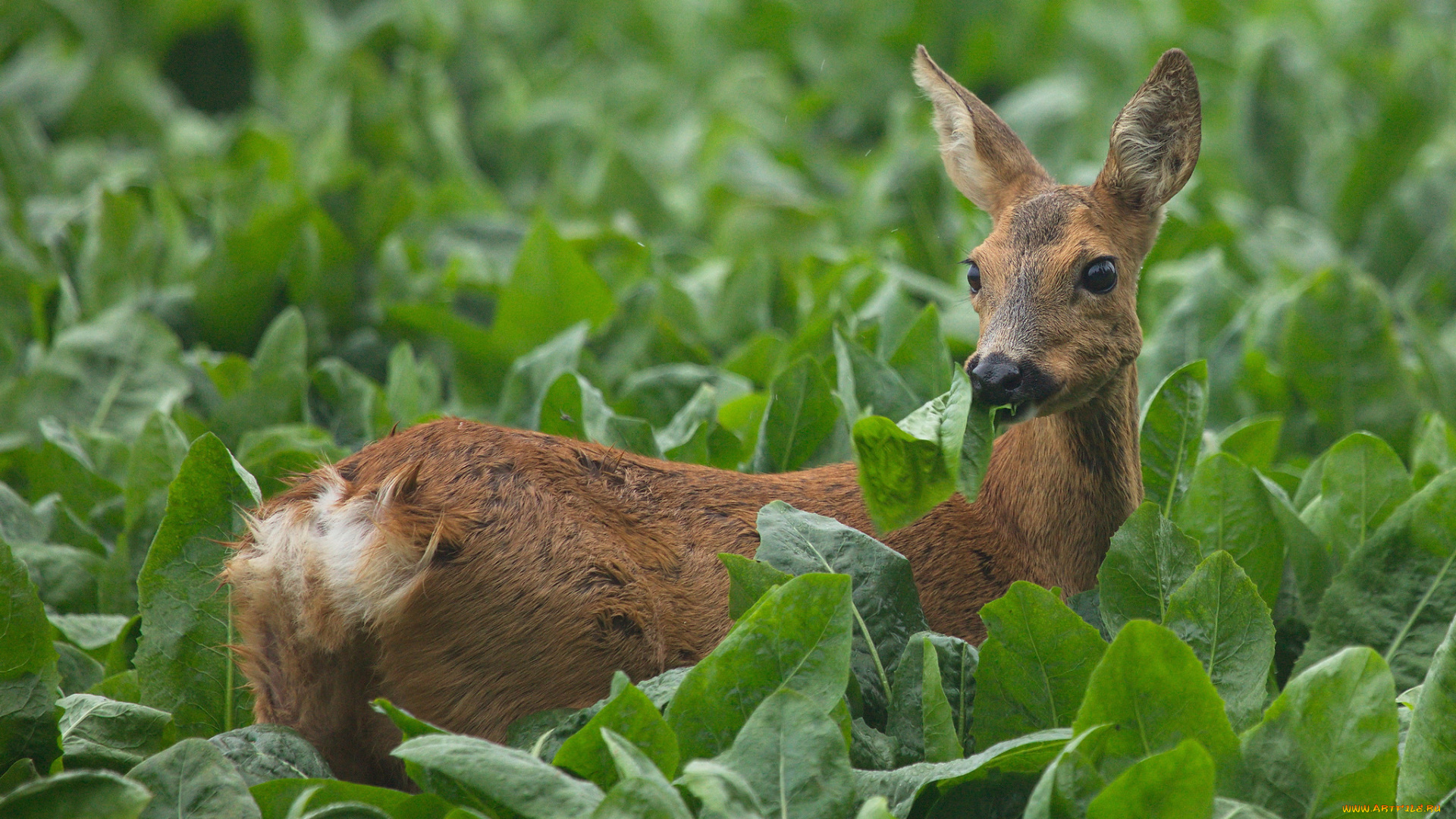 животные, олени, олениха, лес