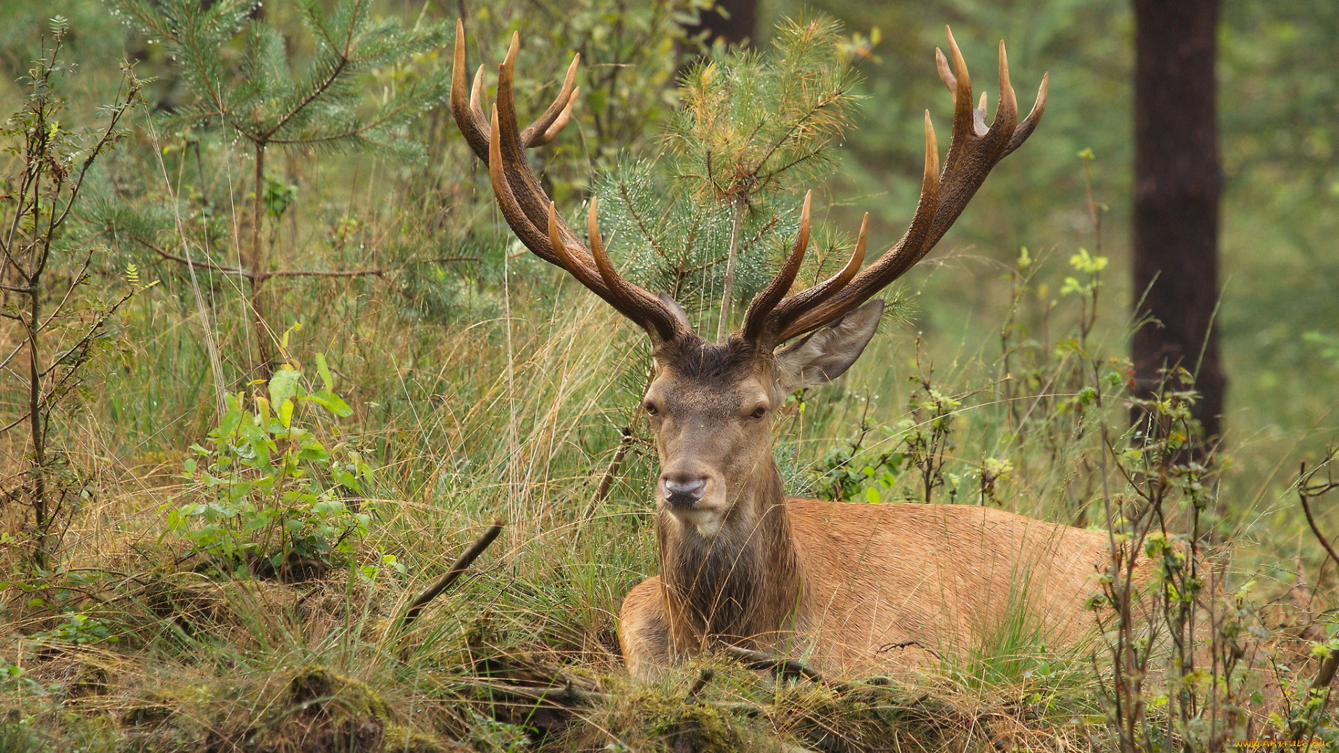 животные, олени, рога, олень, лес