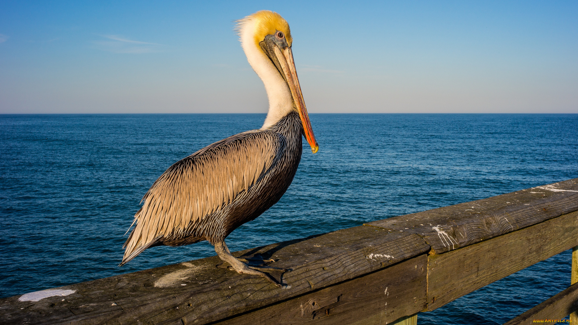 животные, пеликаны, океан, пеликан, перила